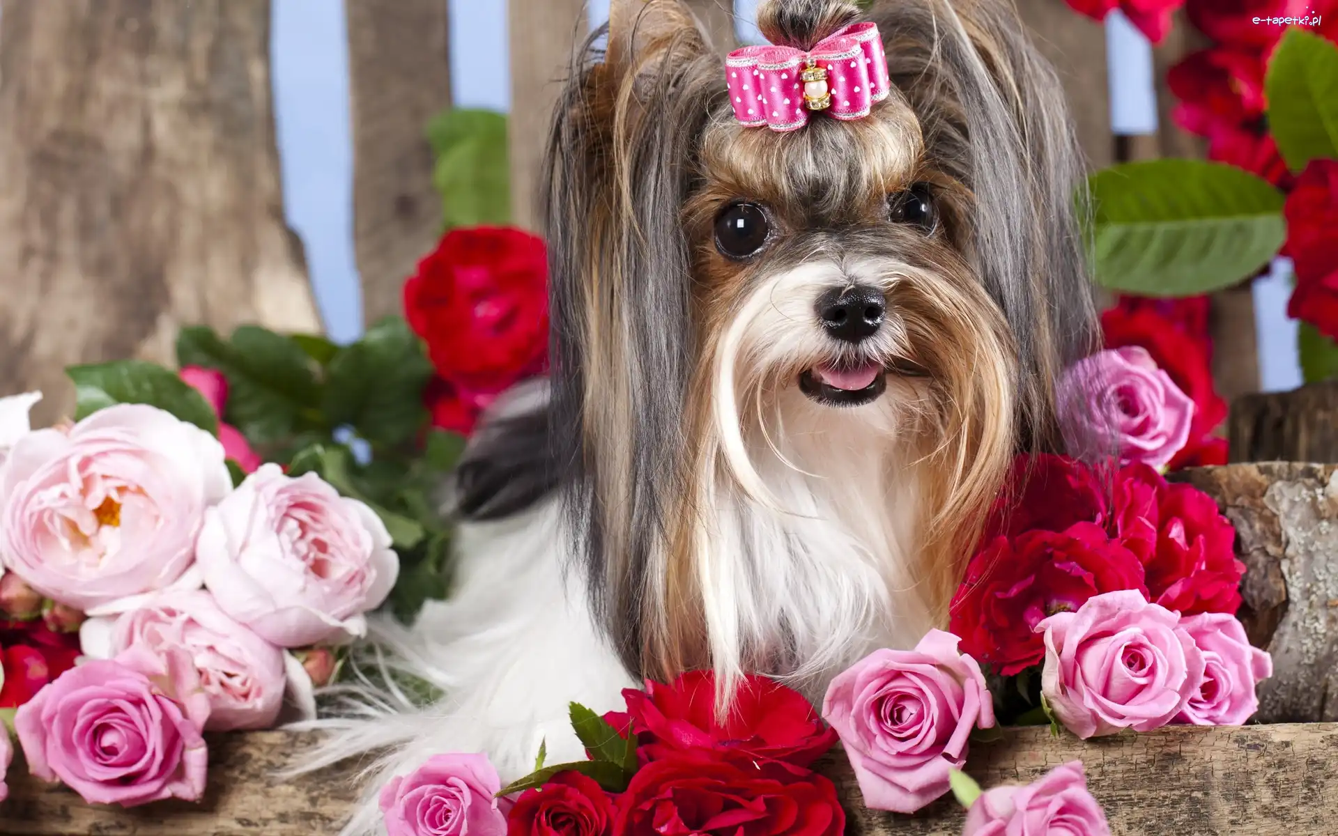 Yorkshire, Roze, Terrier, Pies