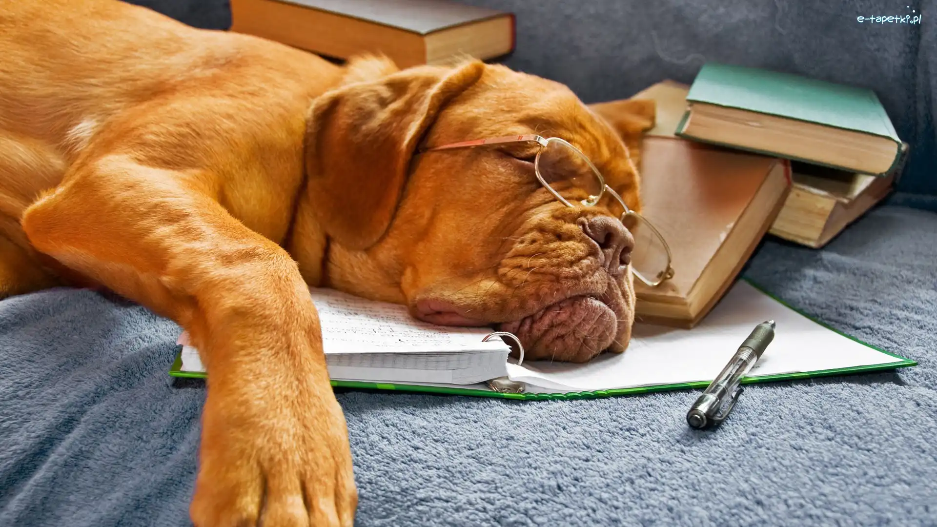 Dog de Bordeaux, Pies, Śpiący