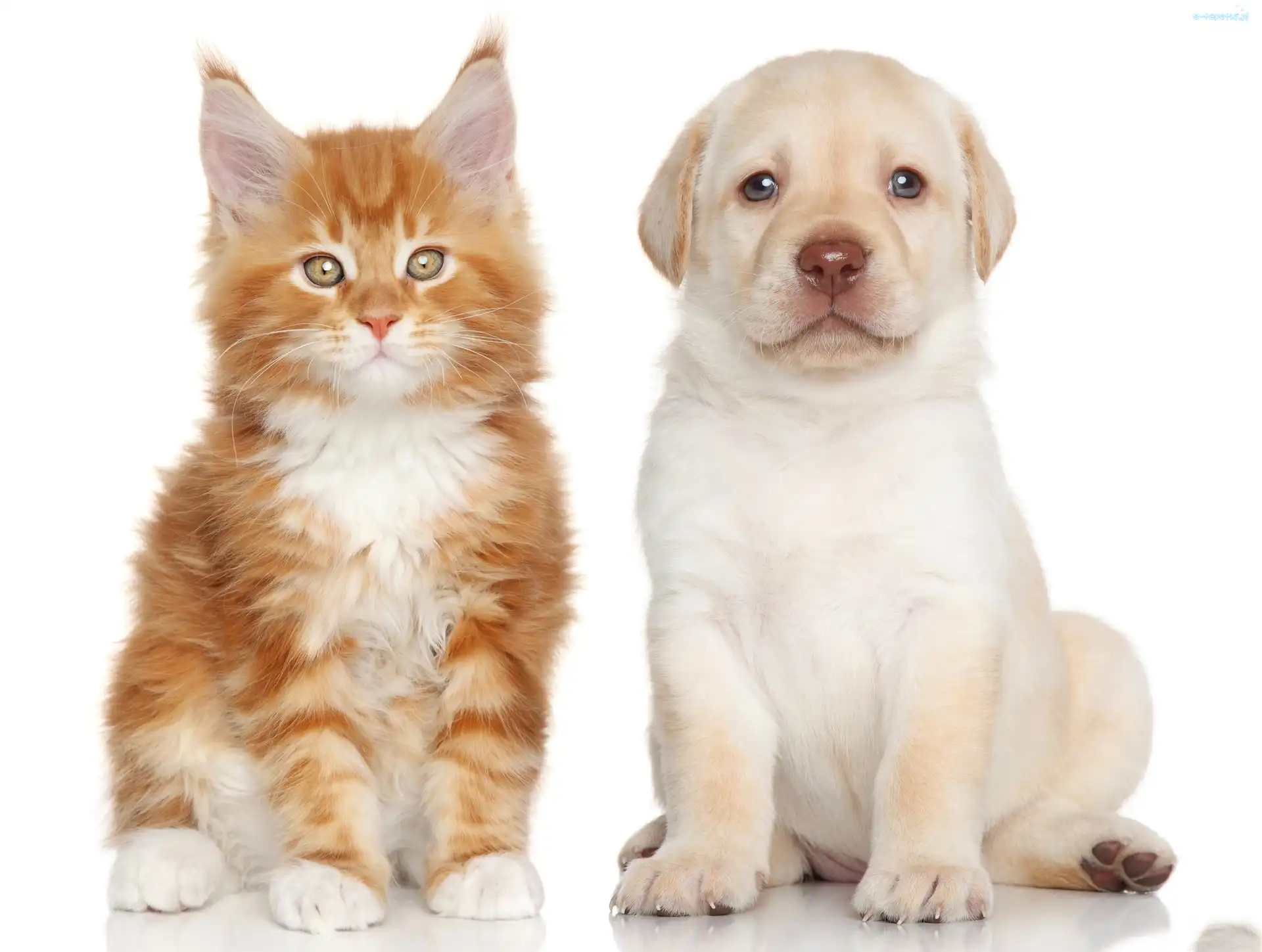 Maine Coon, Labrador Retriever, Pies, Kot