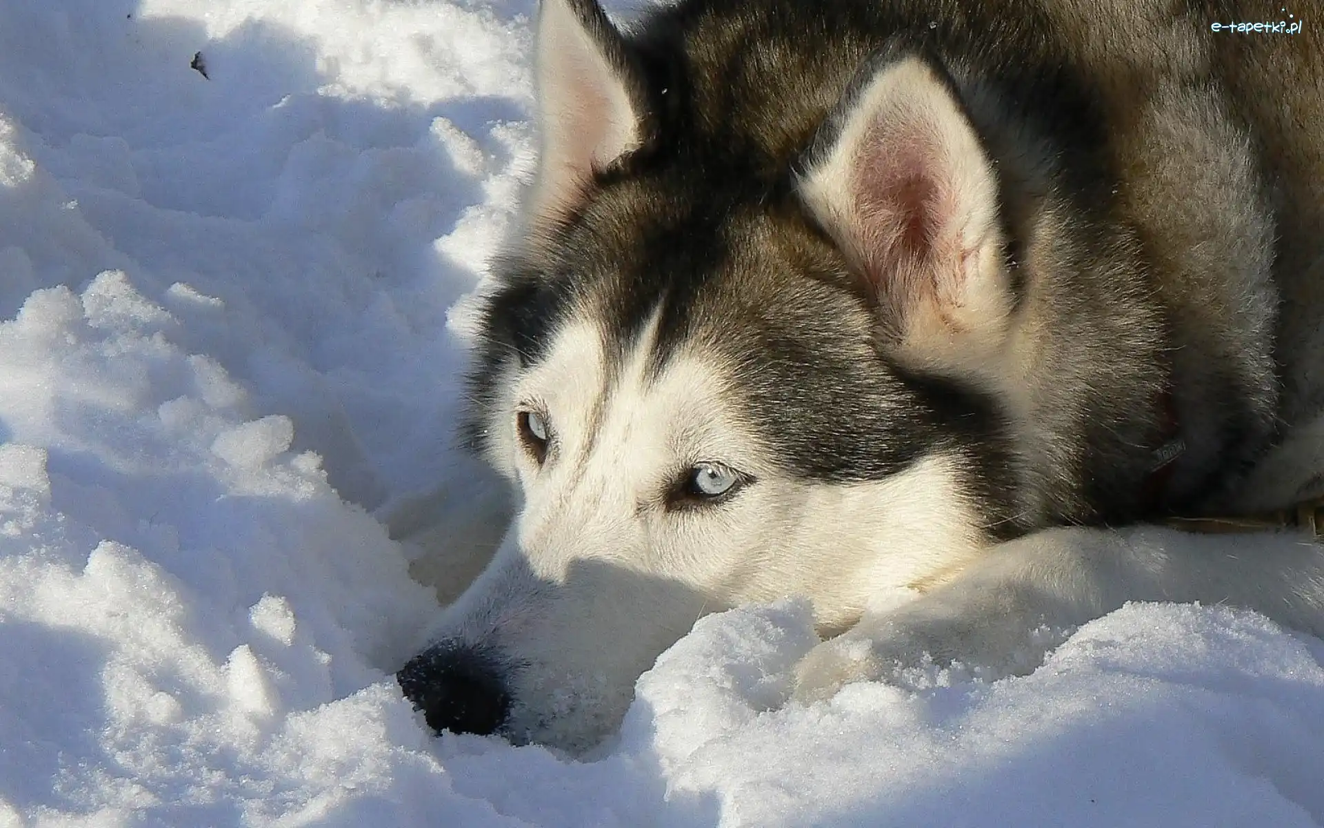 Śnieg, Siberian Husky