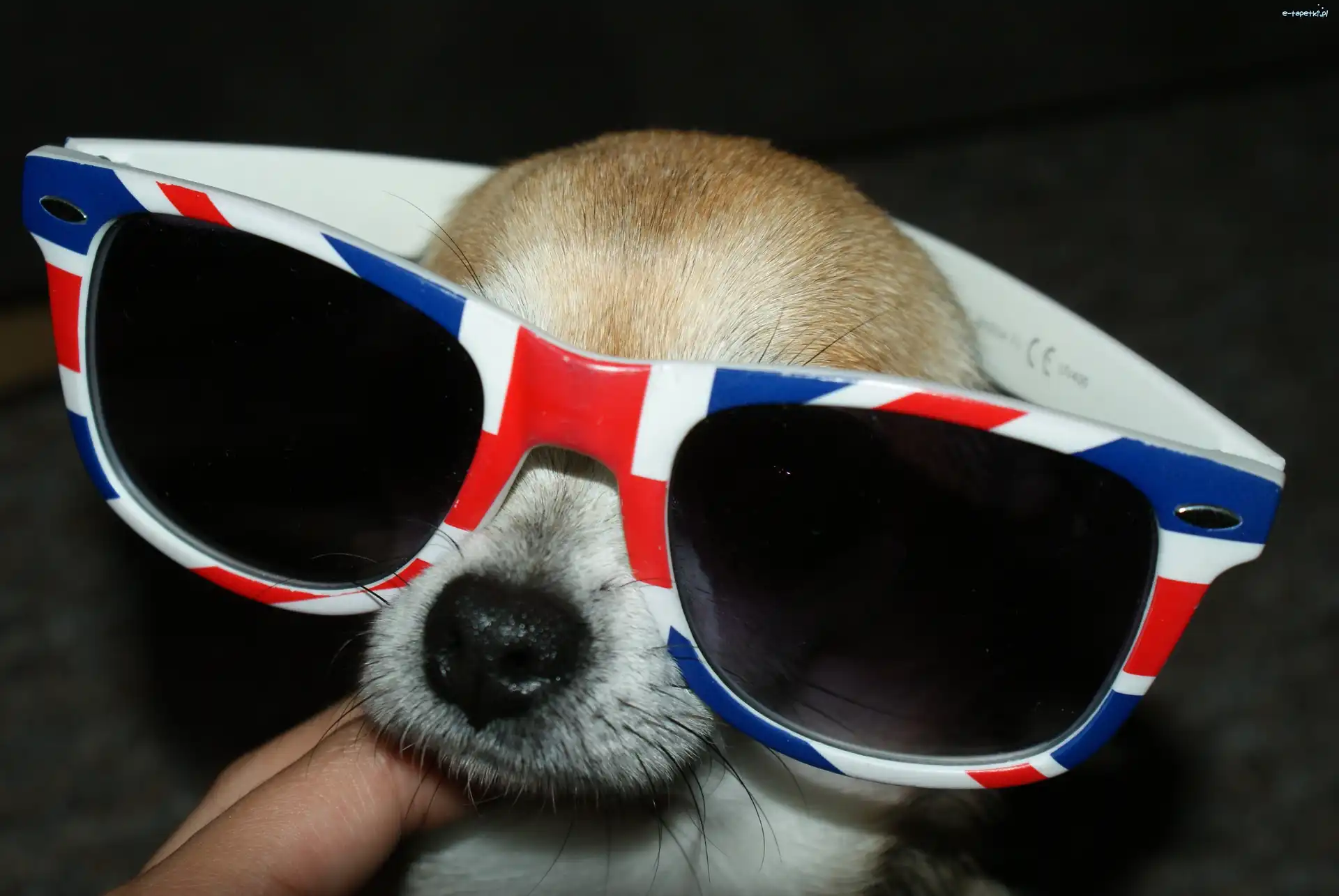 okulary, chihuahua