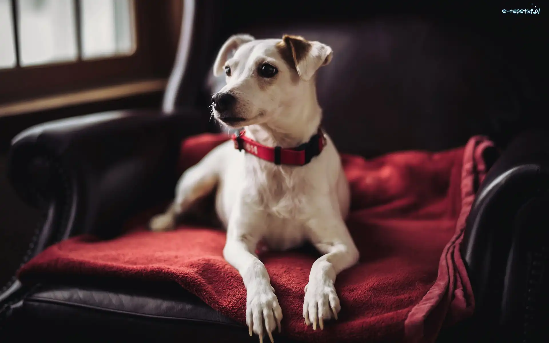 Jack Russell Terrier, Fotel, Pies, Poduszka, Czerwona
