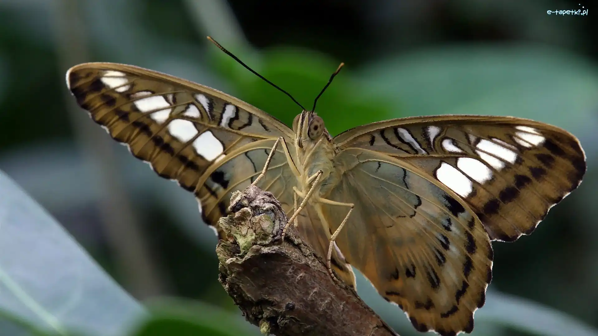 Motylek, Motyl