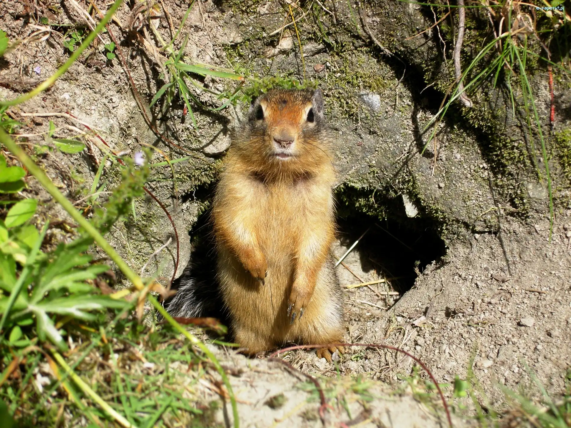 Norka, Suseł