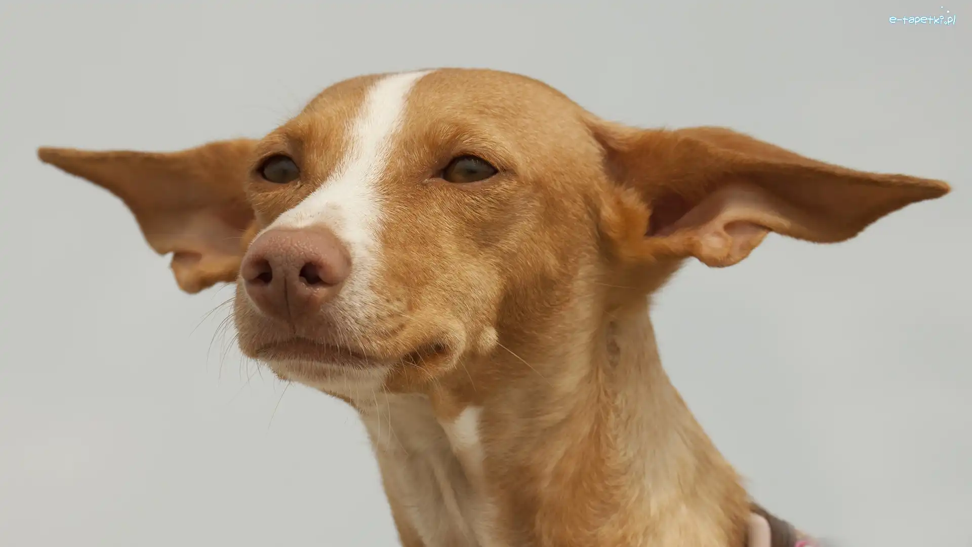 Podenco z Ibizy, Pies