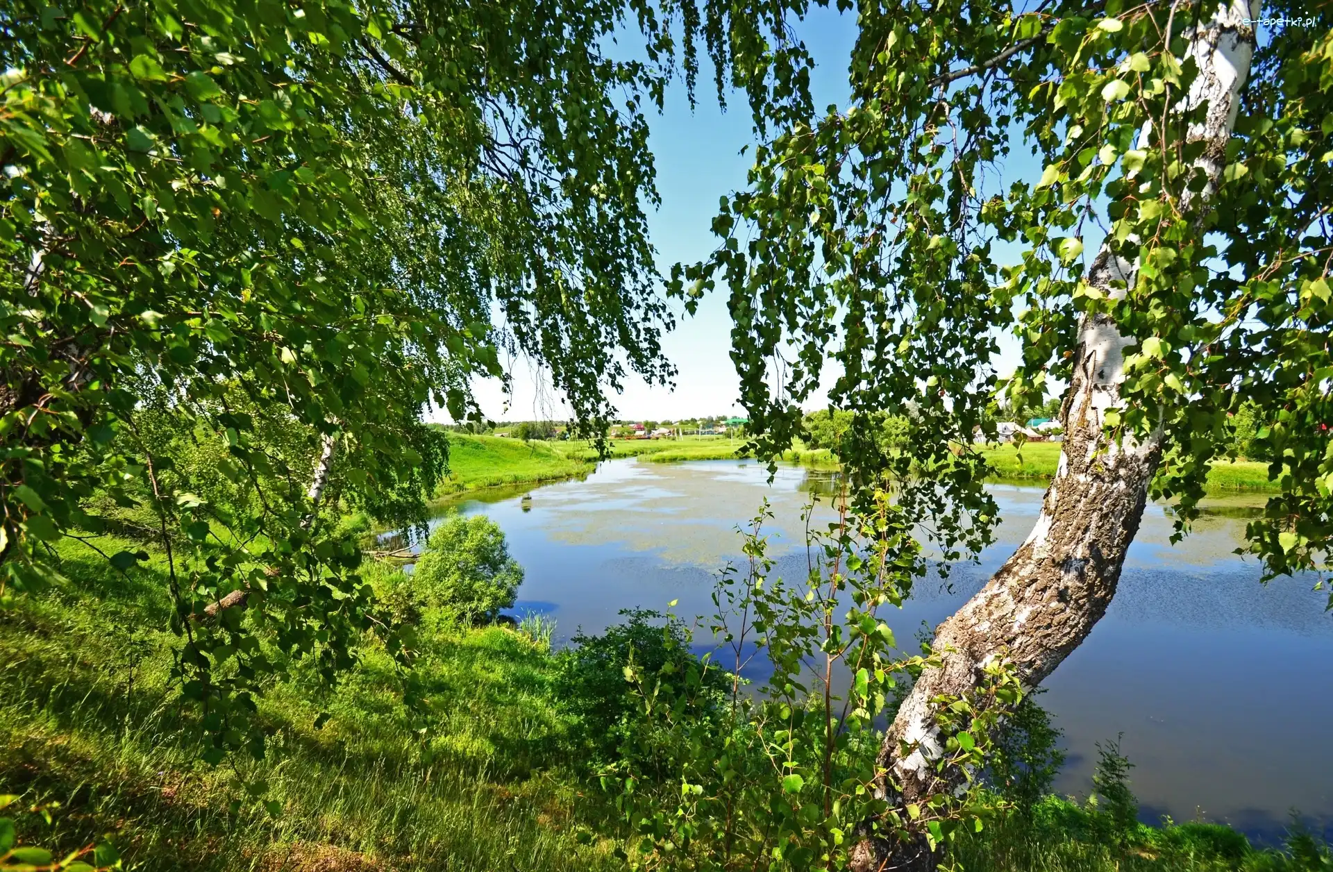 Staw, Brzozy