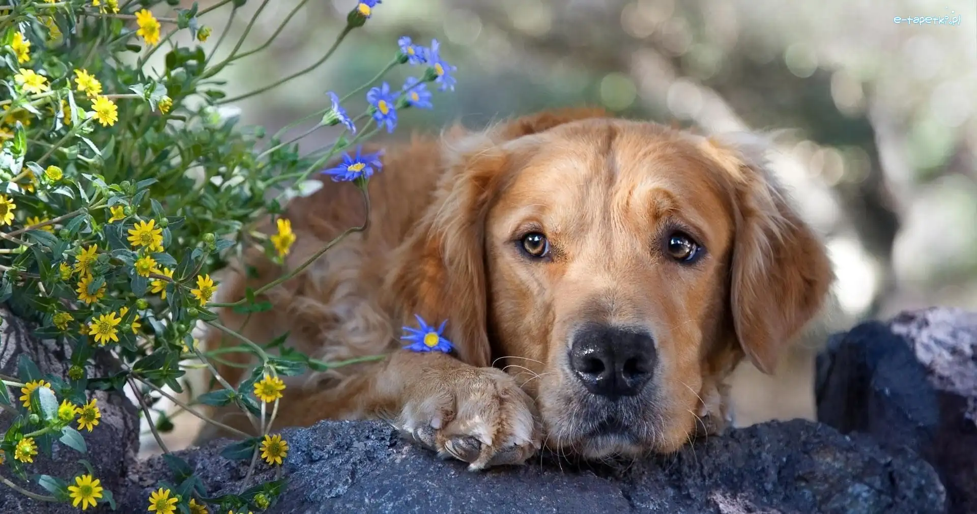 Kwiatki, Golden Retriever