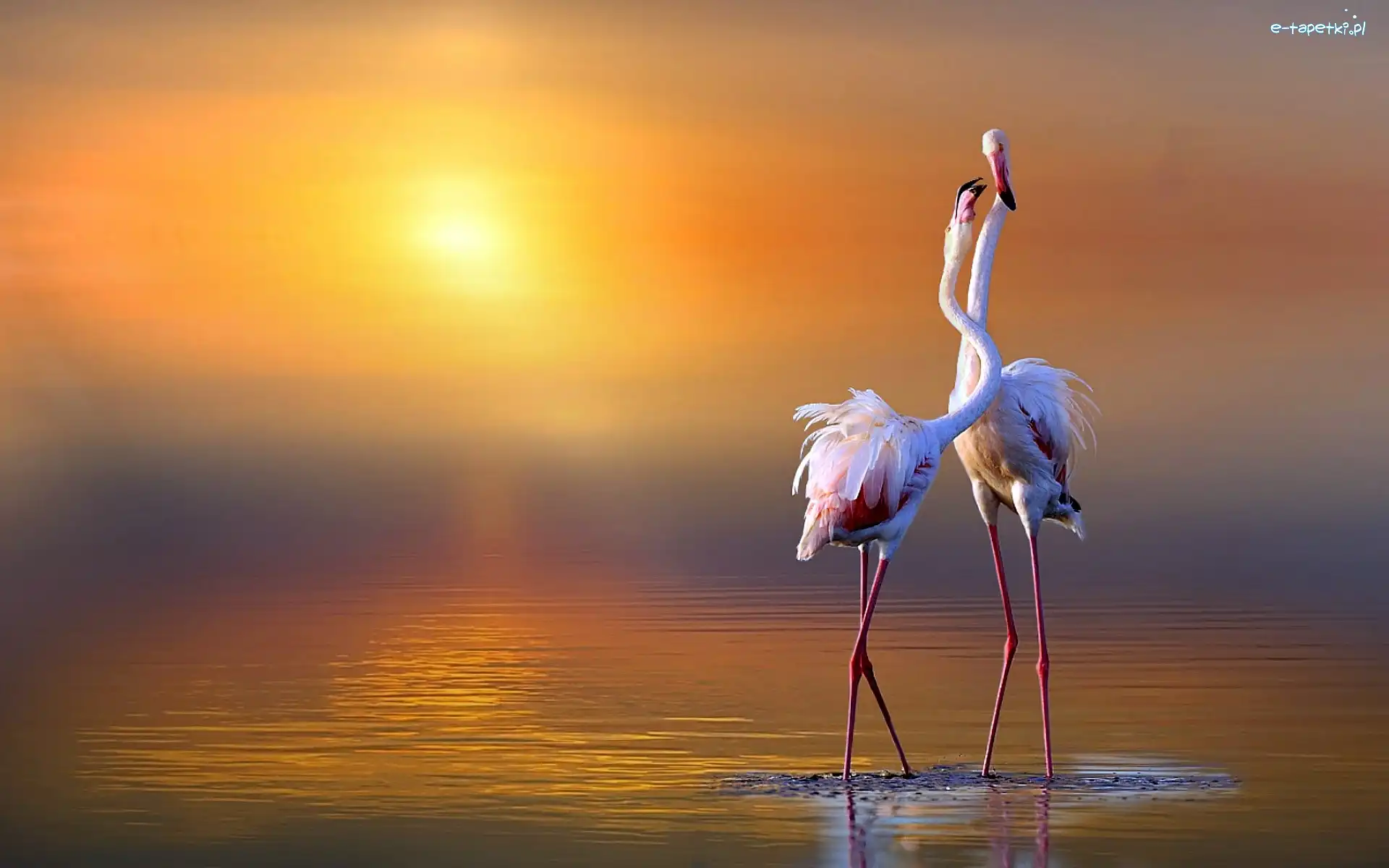 Flamingi, Słońca, Wschód