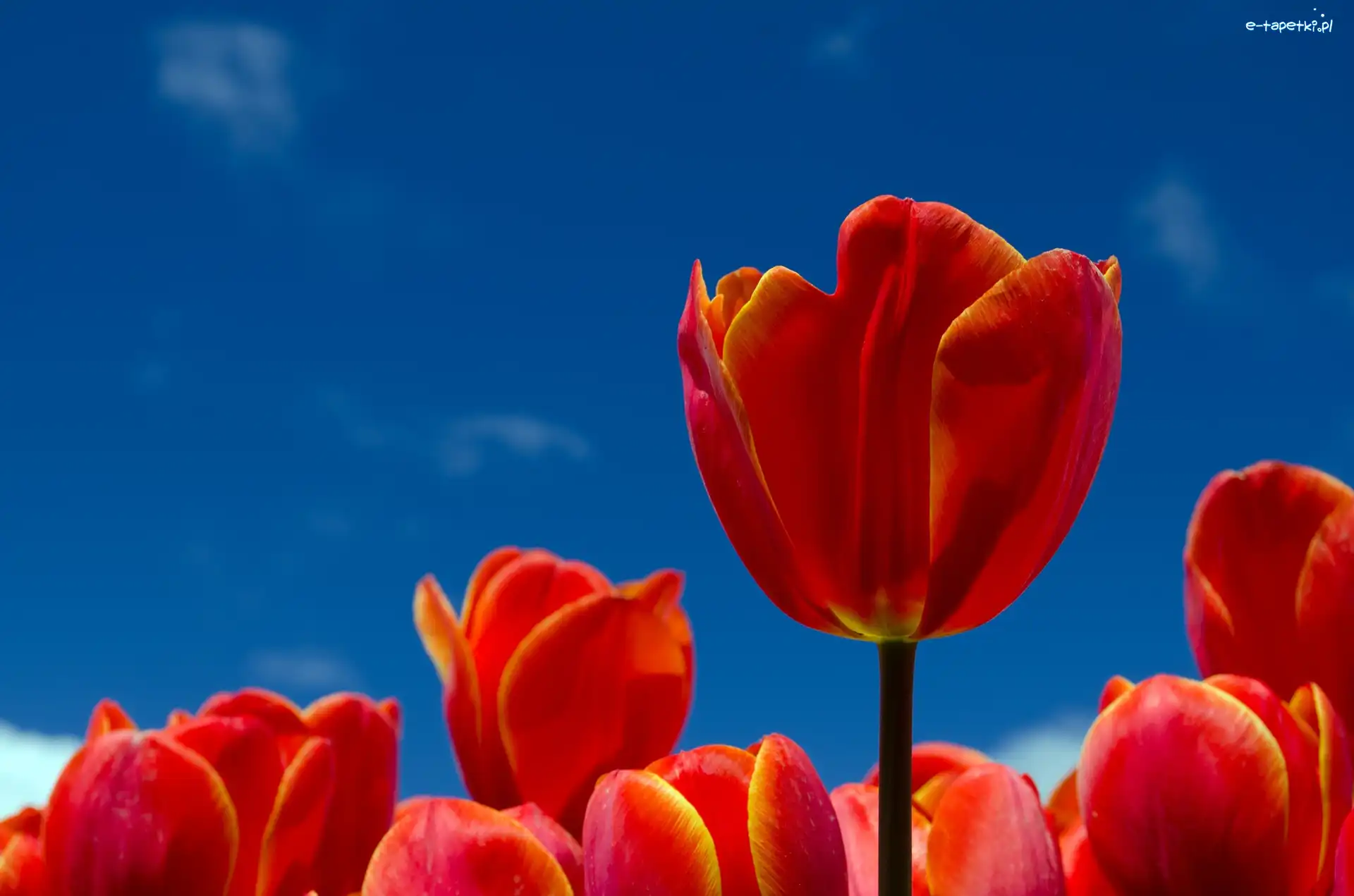 Tulipany, Czerwone, Niebo
