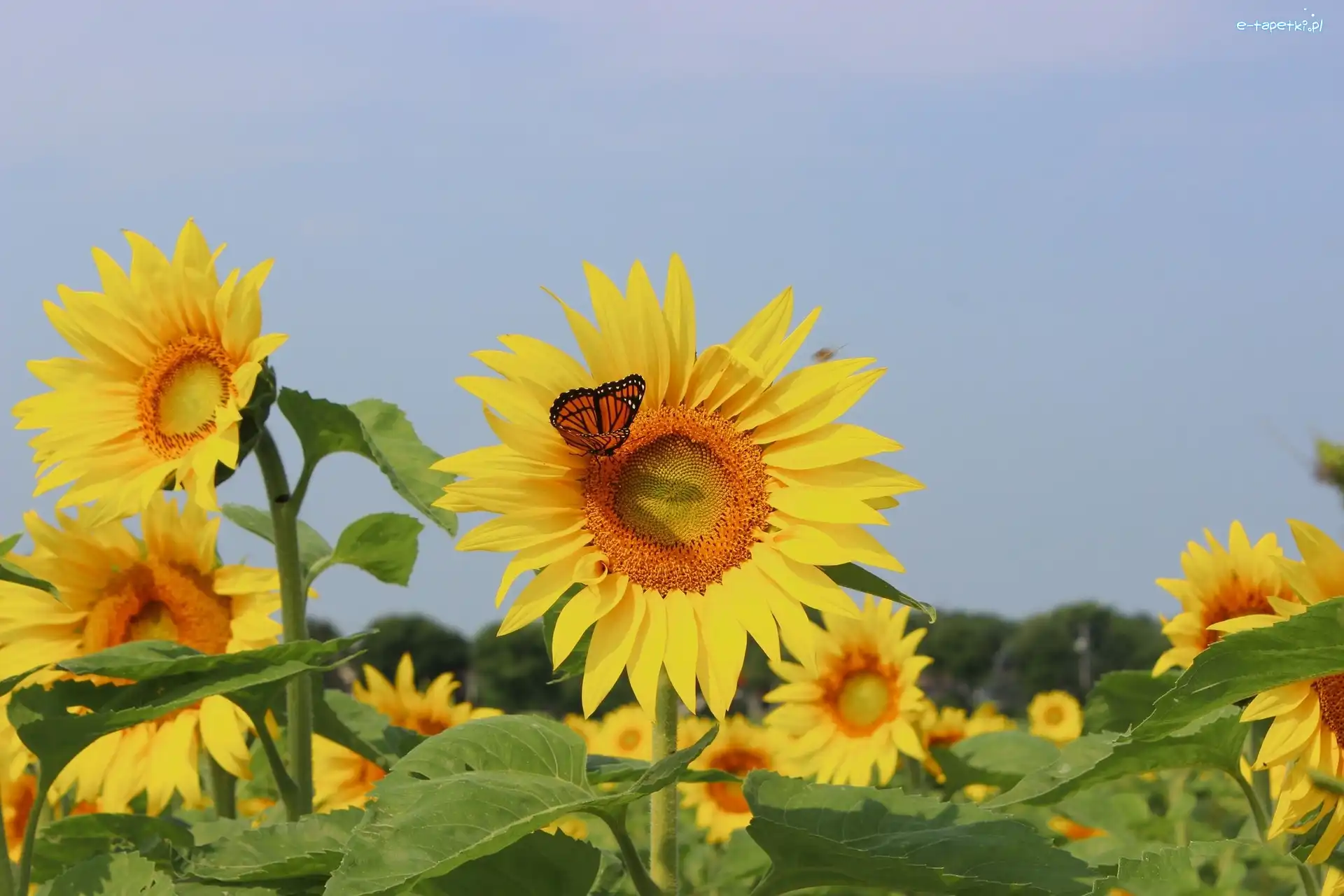 Motyl, Sloneczniki, Kwiaty