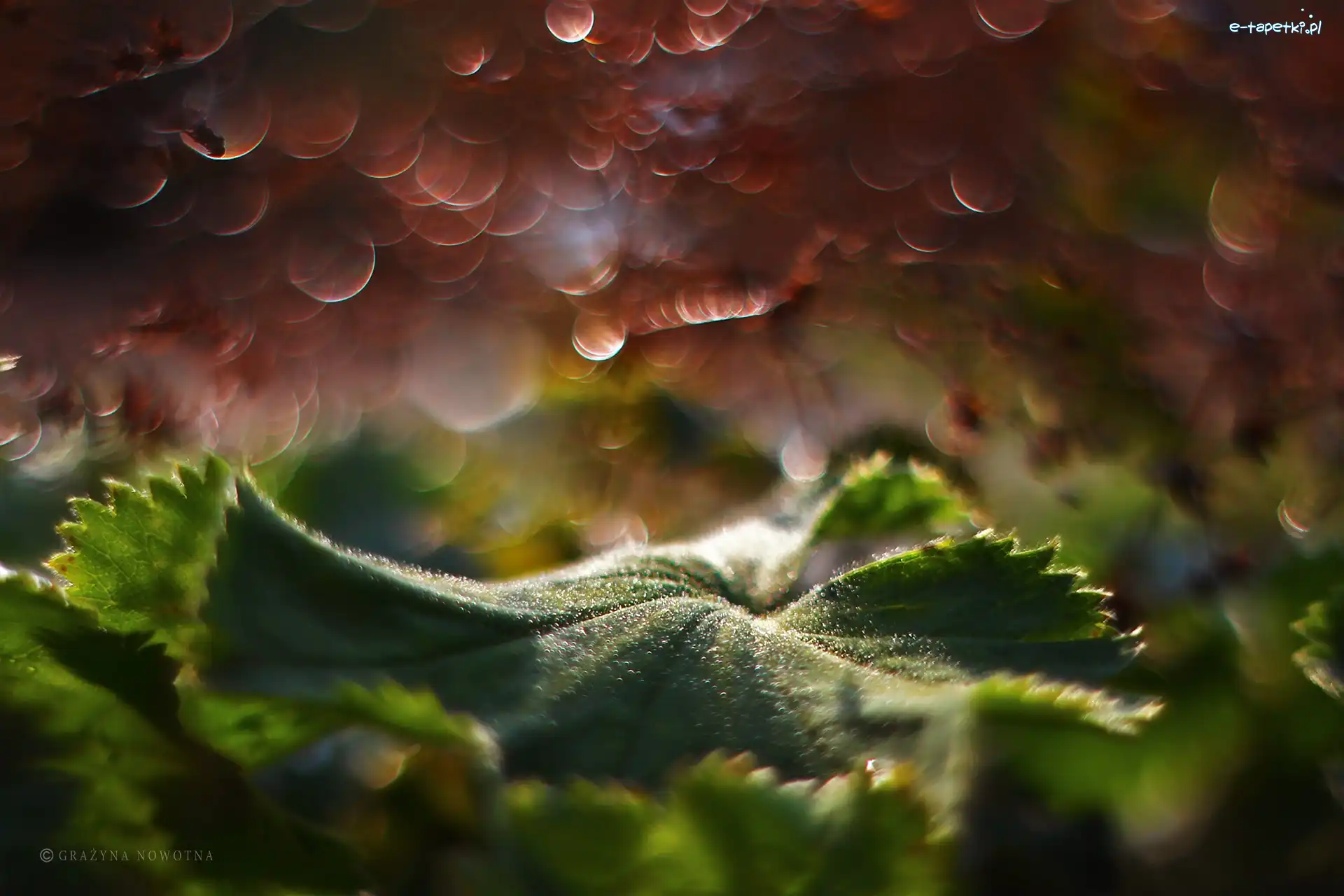Bokeh, Zielony, Liść