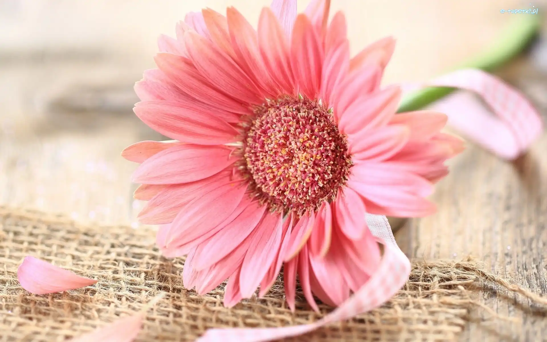 Gerbera, Tkanina, Lniana, Różowa