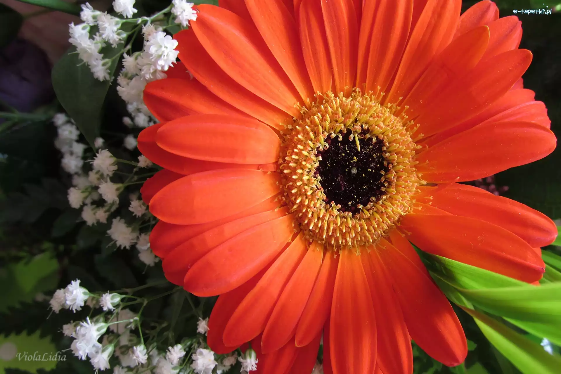 Gęsiówka, Gerbera