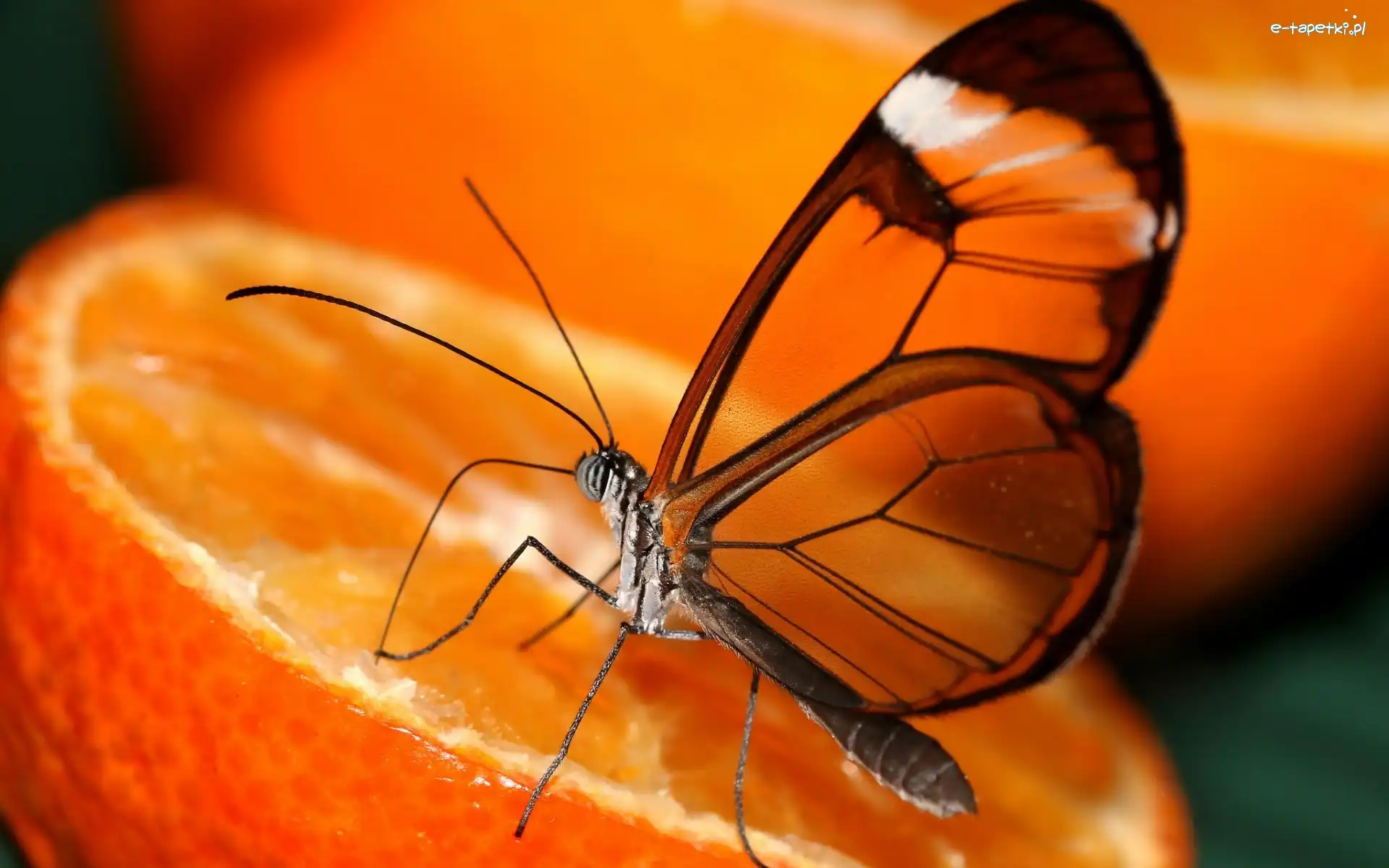 Motyl, Pomarańcza