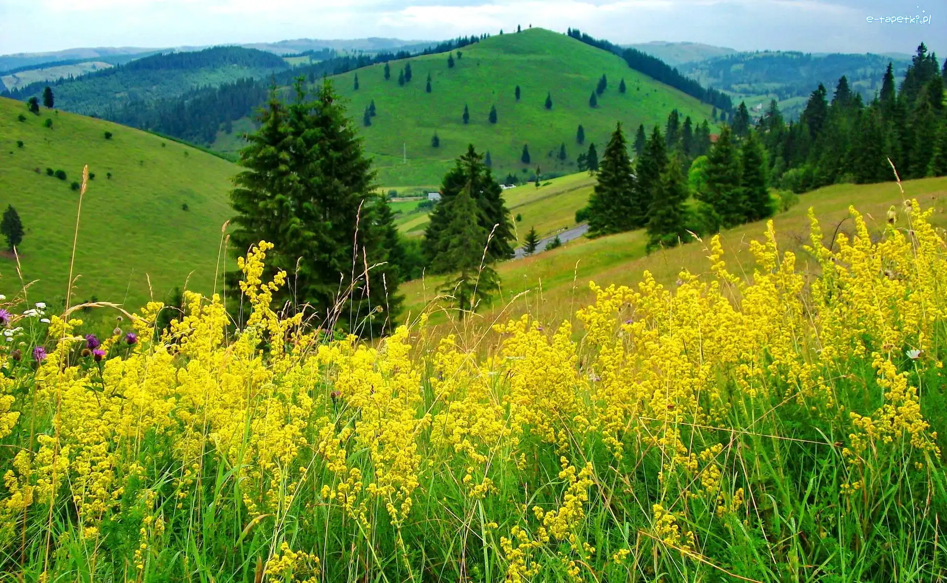 Wzgórza, Łąka