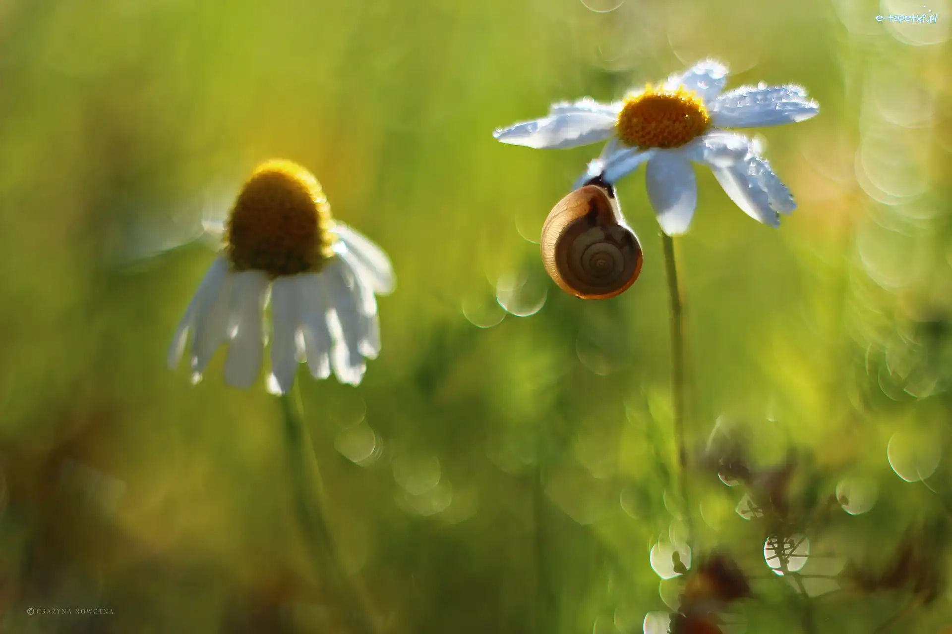 Bokeh, Margerytka, Ślimak