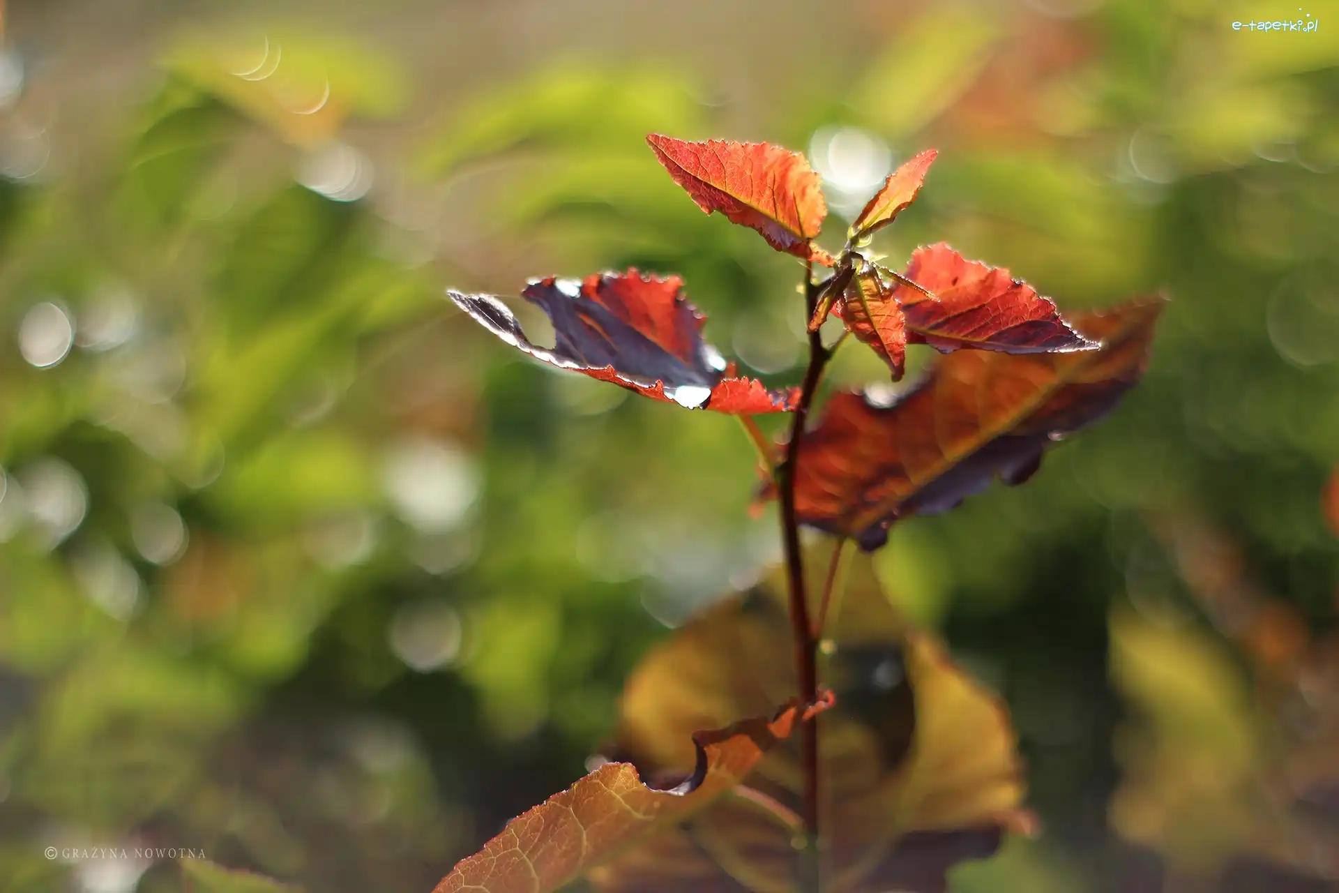 Bokeh, Kolorowe, Liście
