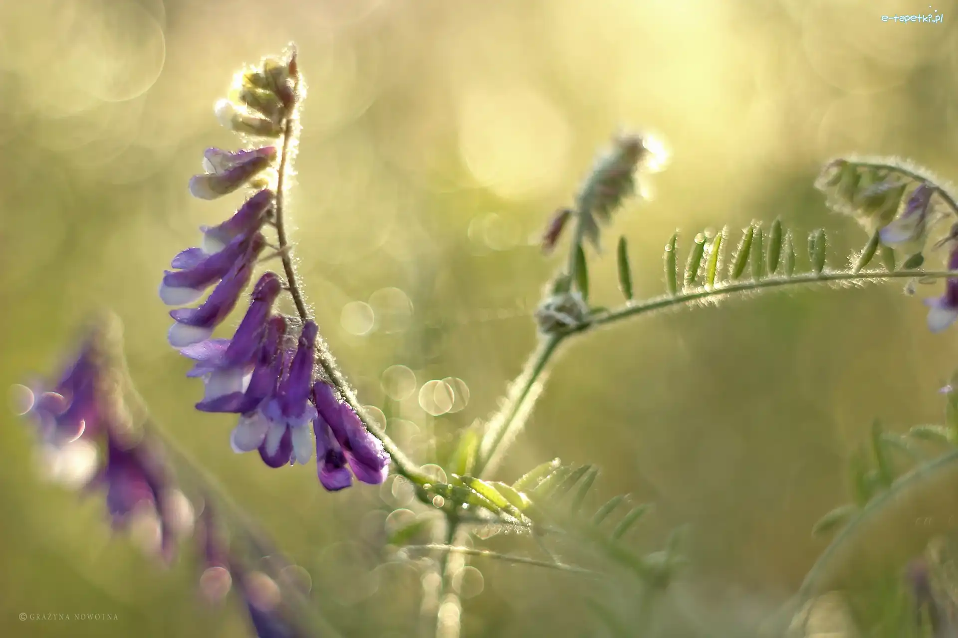 Bokeh, Łąkowe, Rośliny