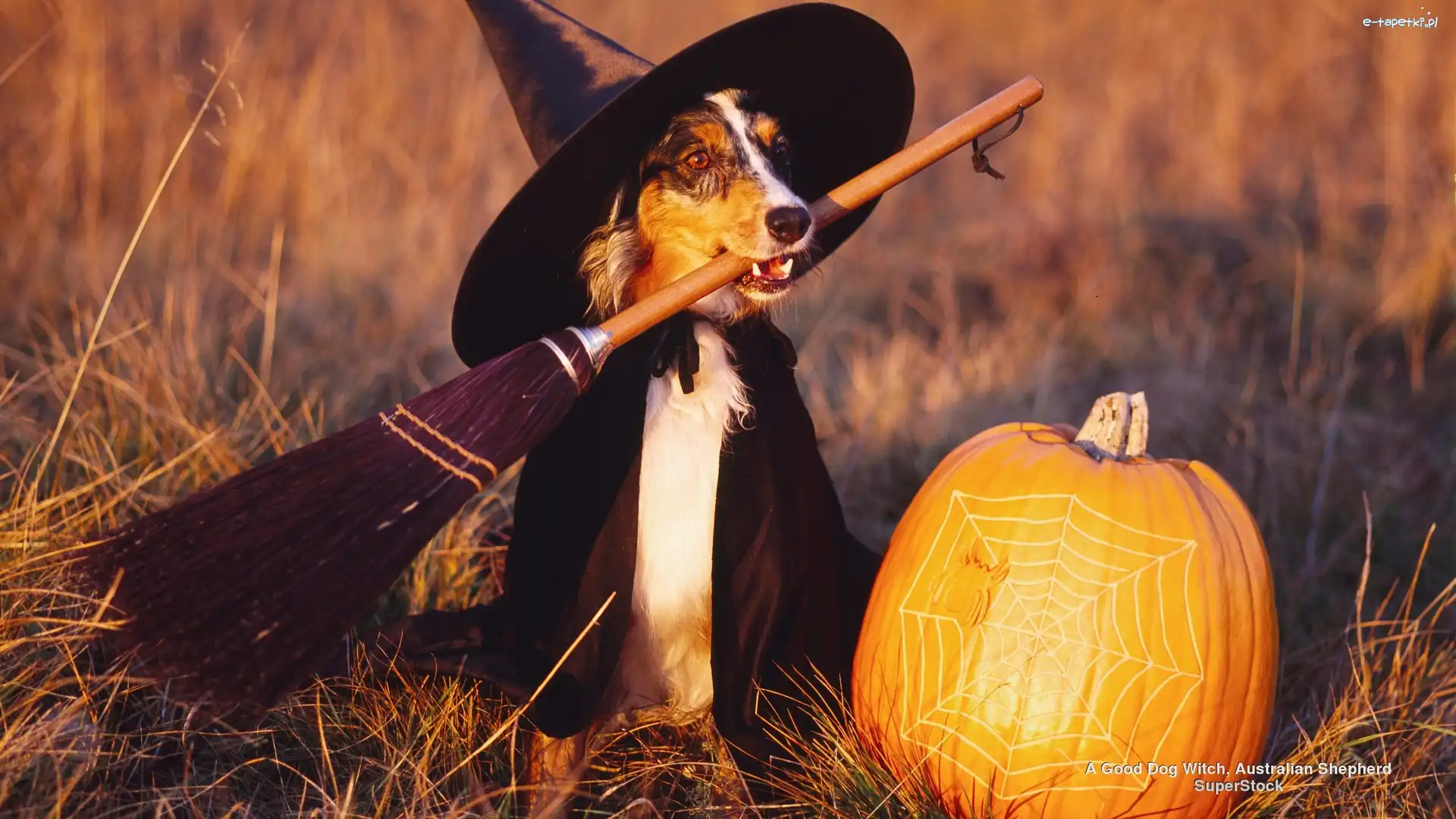 Owczarek australijski-australian shepherd, Halloween, Czarownica