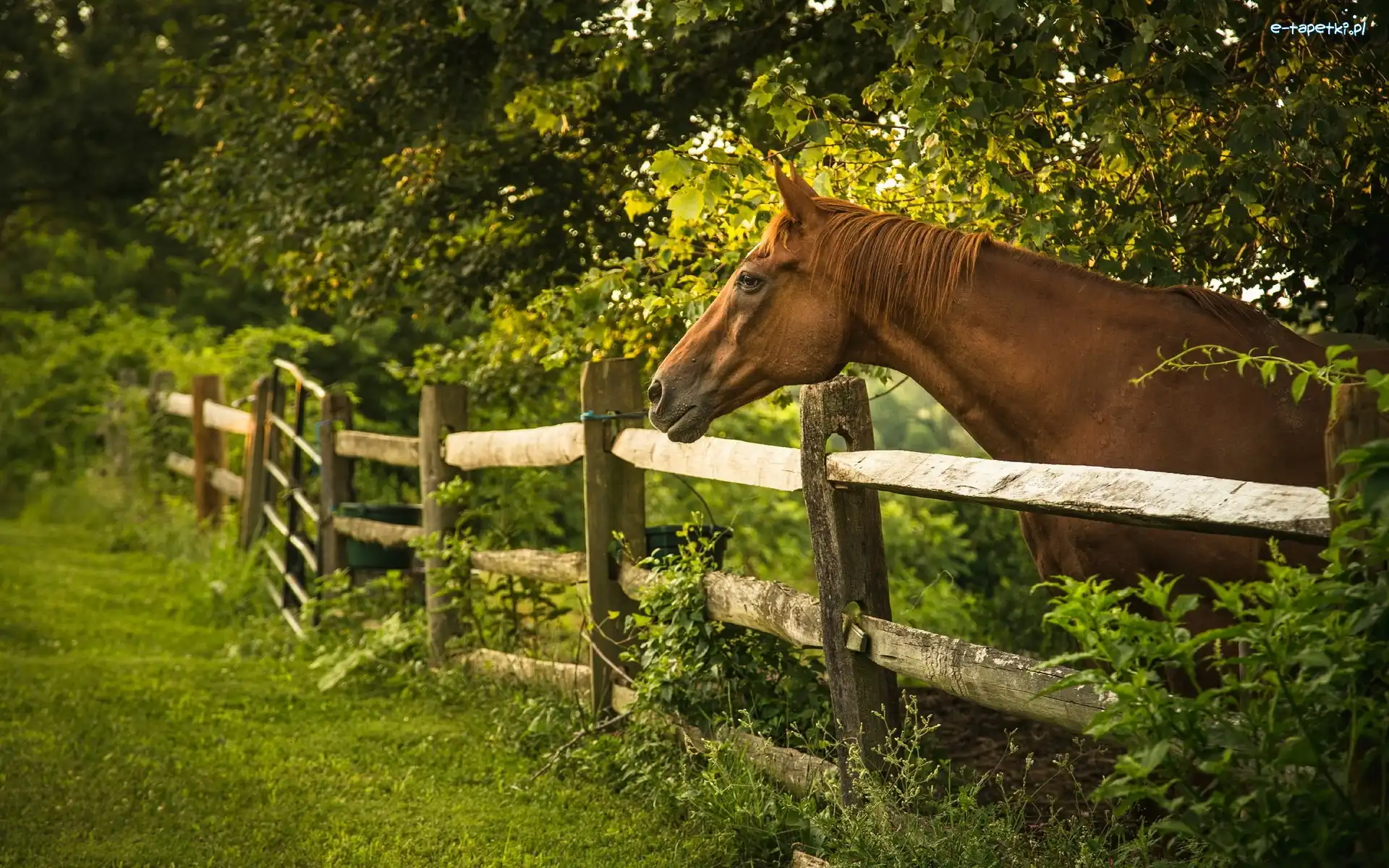 Ogrodzenie, Koń