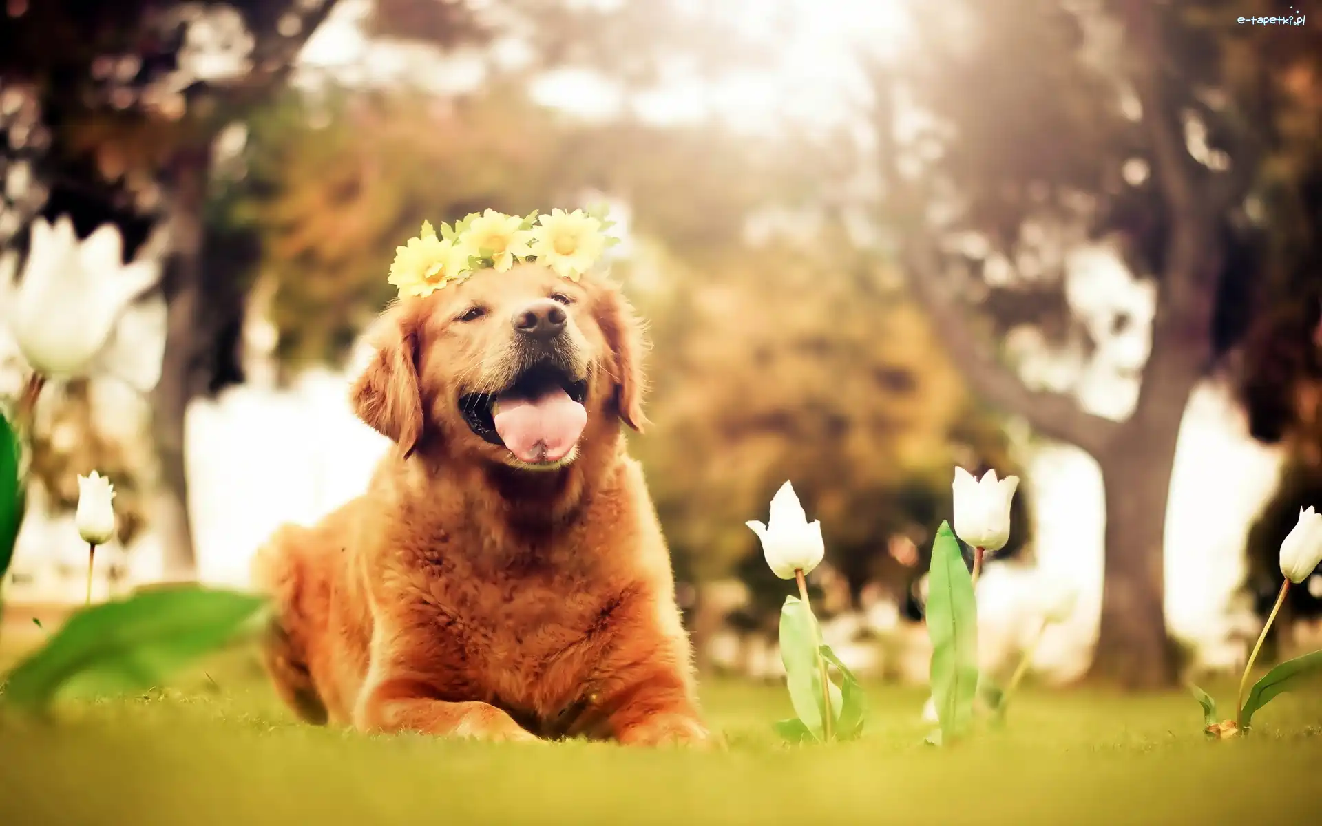 Wianek, Kwiaty, Białe, Golden Retriever, Pies, Drzewa, Tulipany