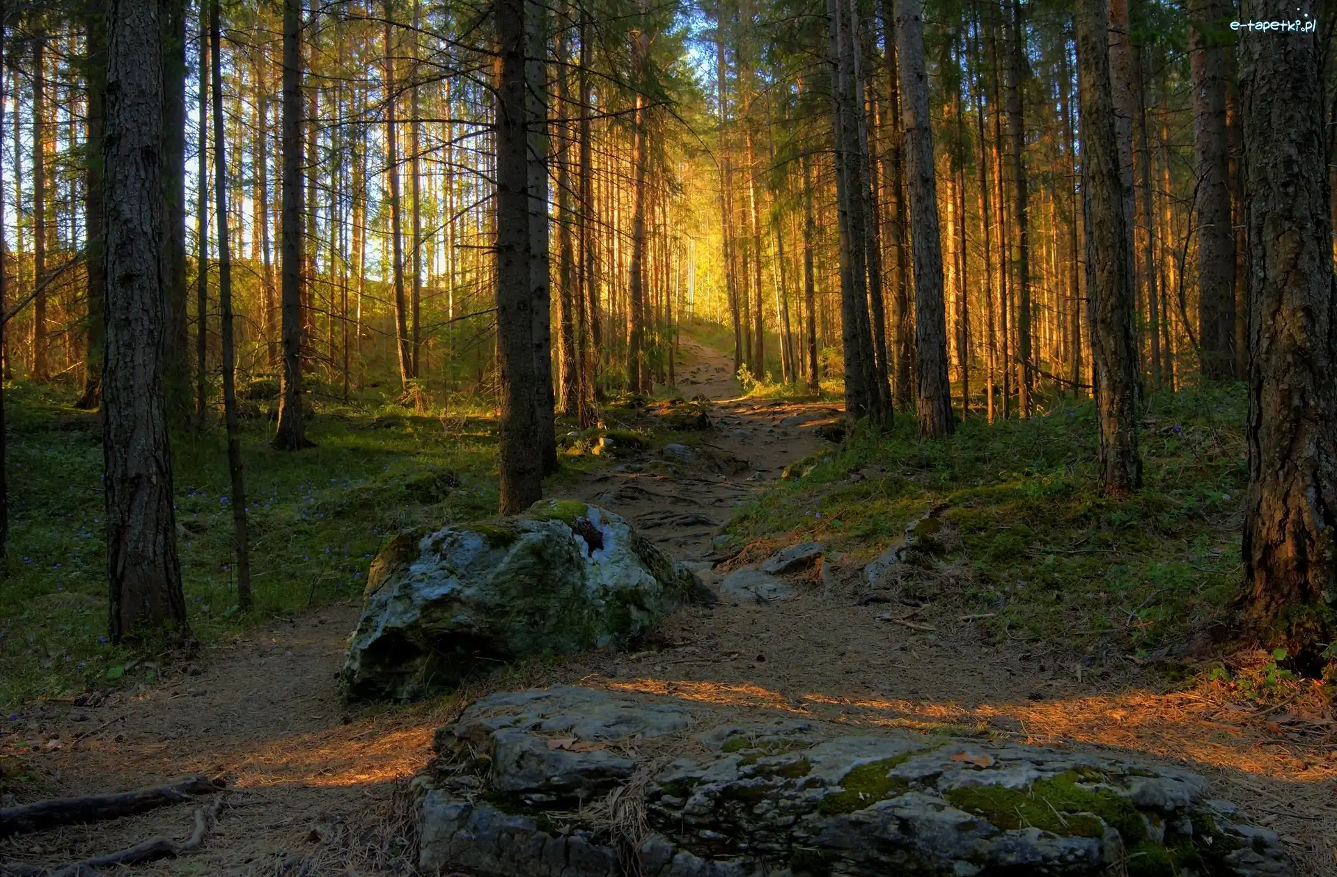 Przebijające światło, Las, Droga