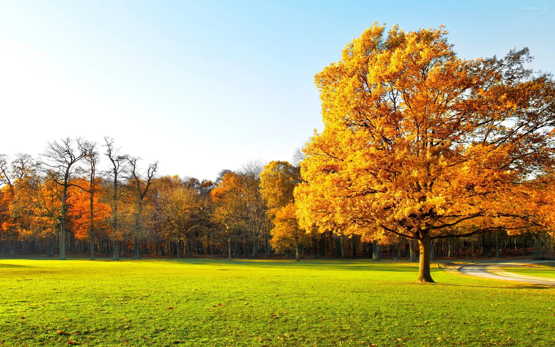 Łąka, Drzewa, Park