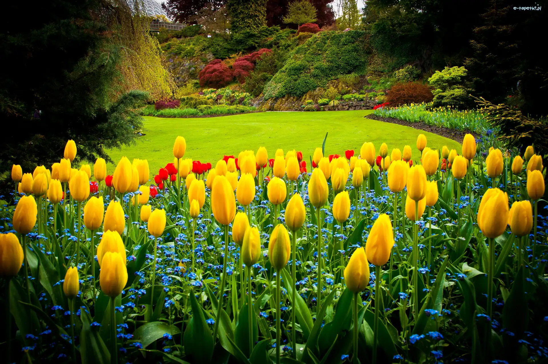 Park Queen Elizabeth, Kanada, Vancouver, Tulipany