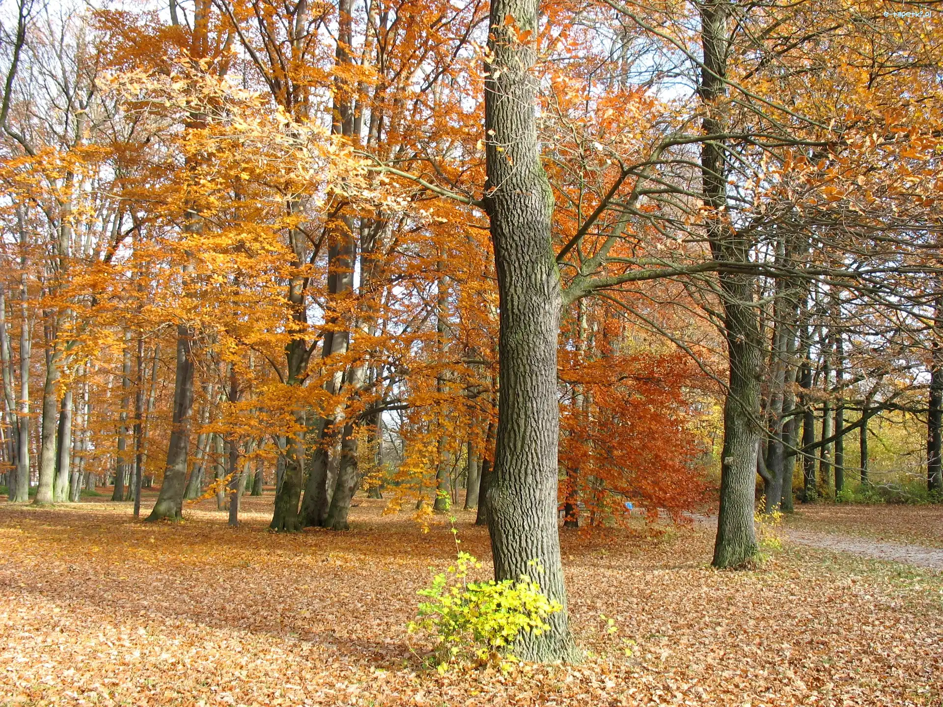 Liście, Jesień