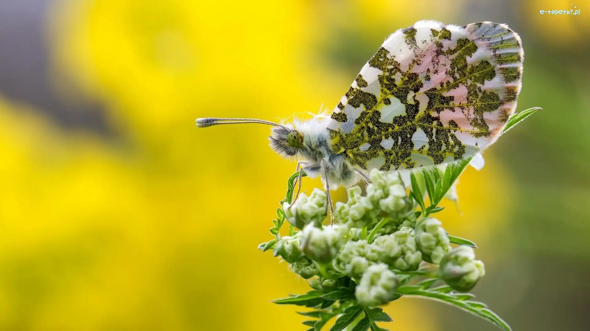 Zorka, Motyl