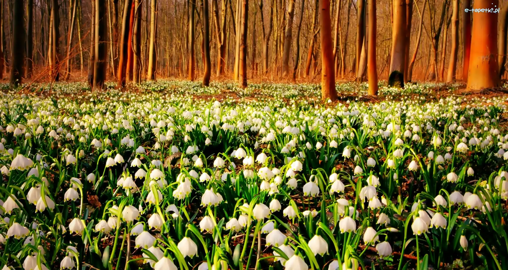 Wiosenna, Drzewa, Las, Śnieżyca