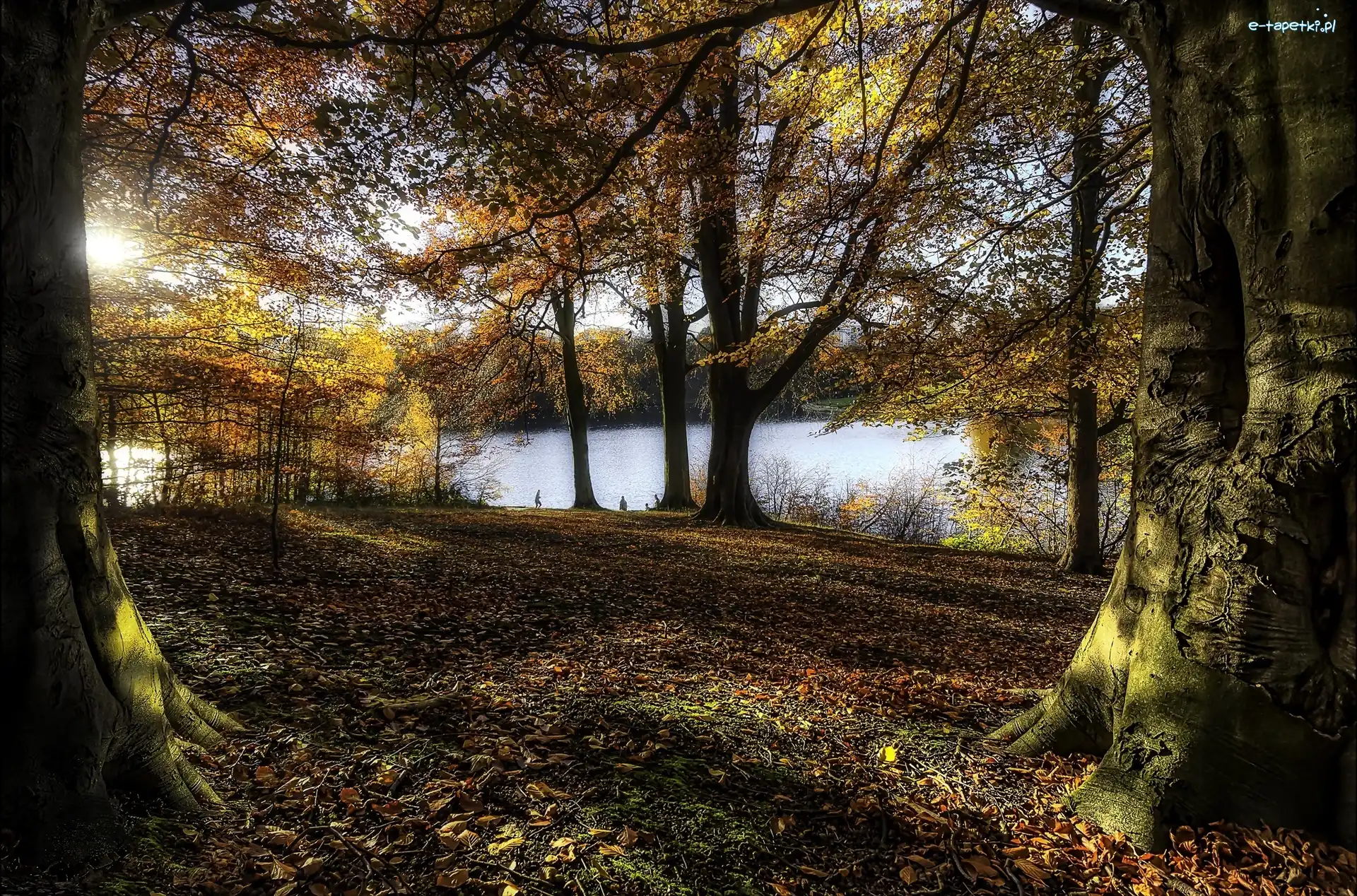 Jesień, Przebijające światło, Drzewa, Park, Woda