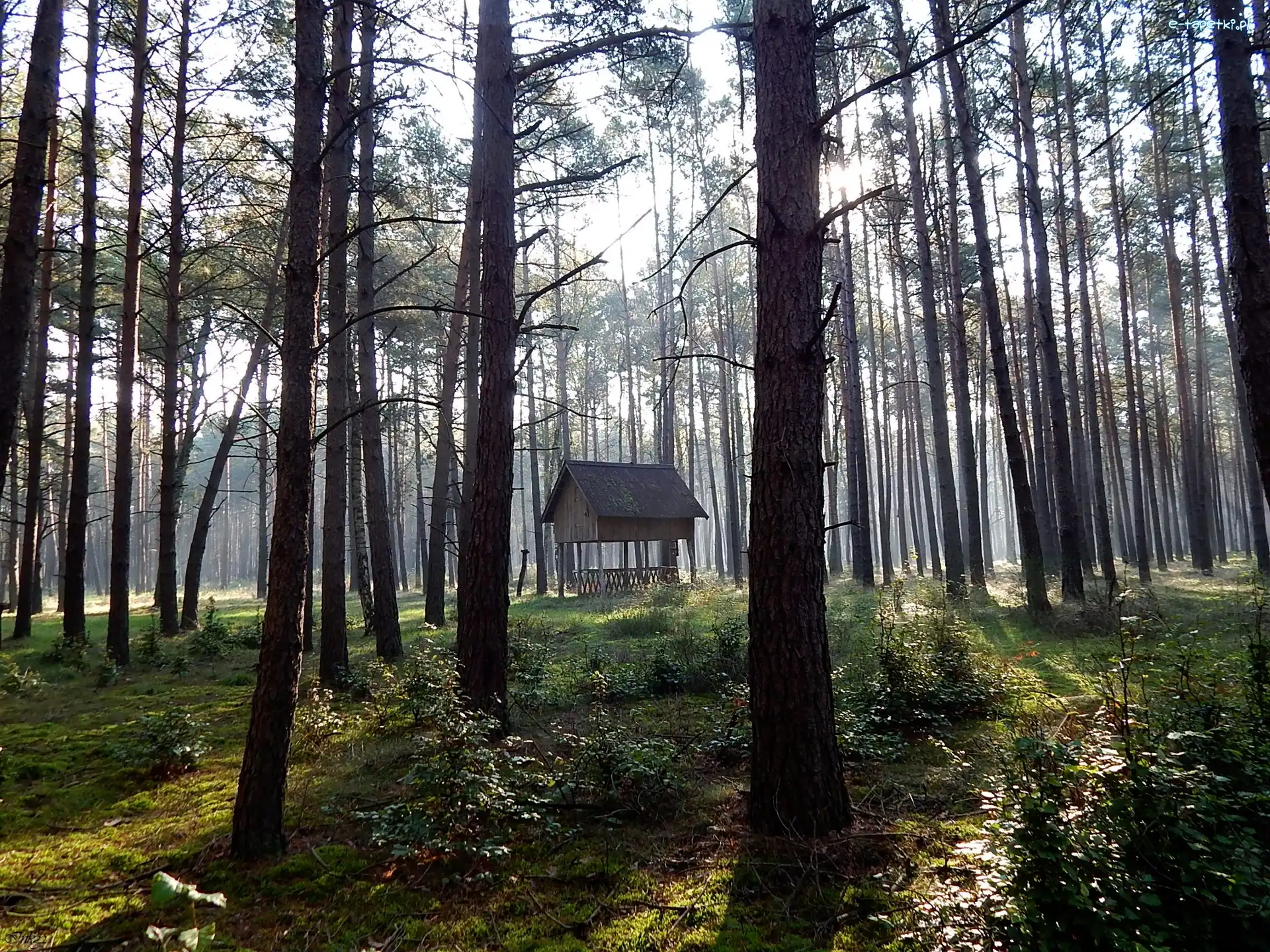 Paśnik, Drzewa, Las