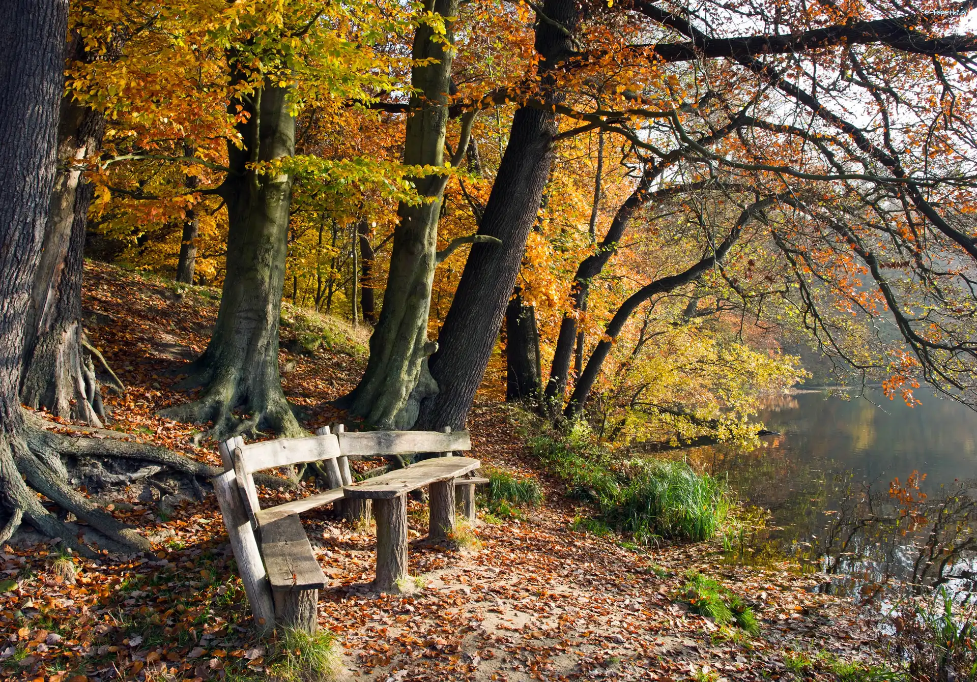 Park, ławki, Jesień