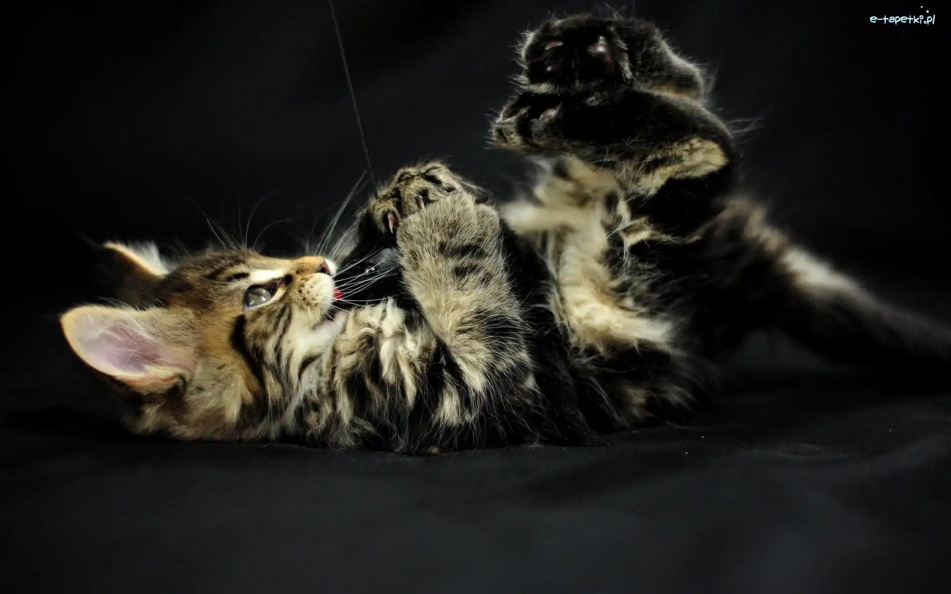 Maine coon, Kot, Leżący