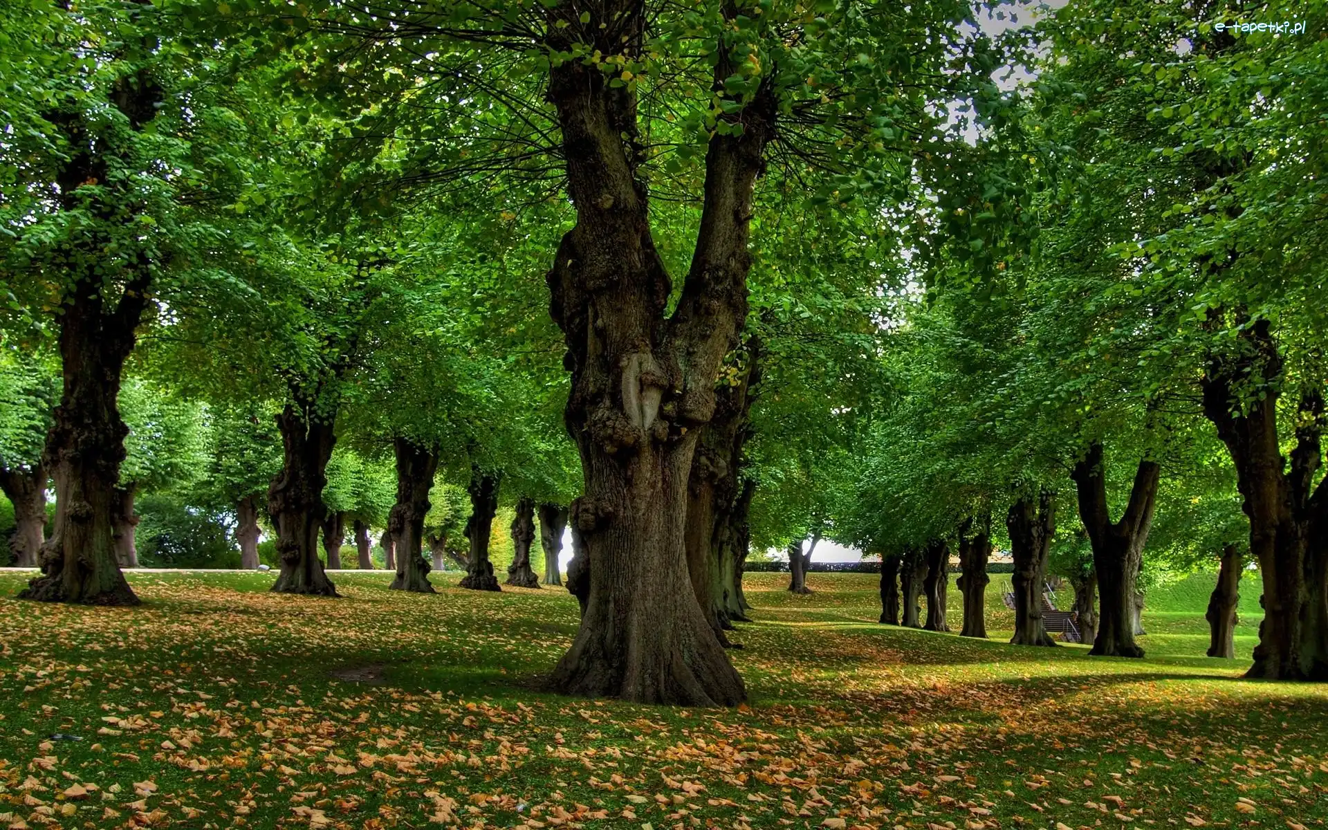 Liście, Park