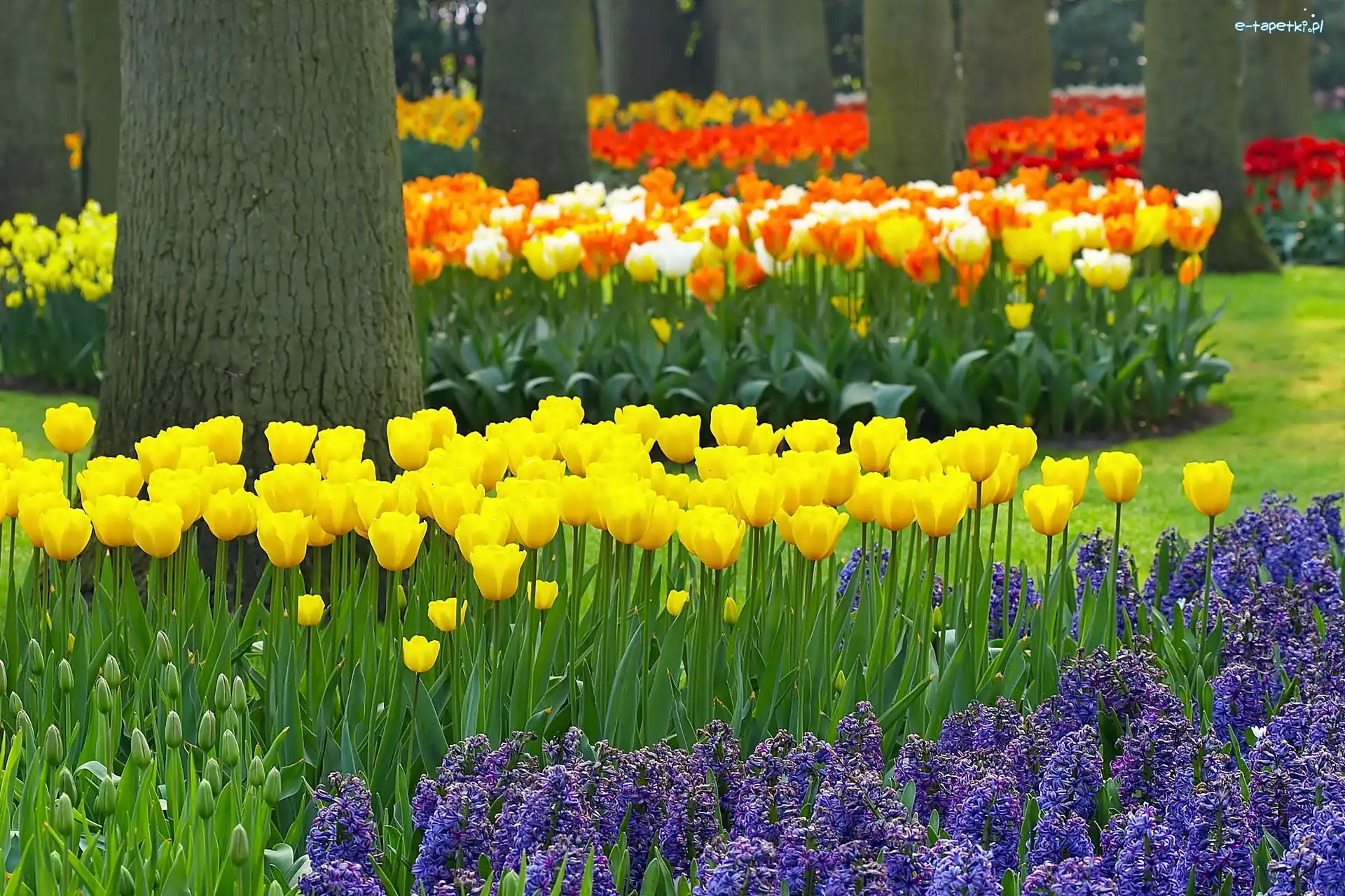 Kwiaty, Lisse, Wiosna, Rozmycie, Keukenhof, Park