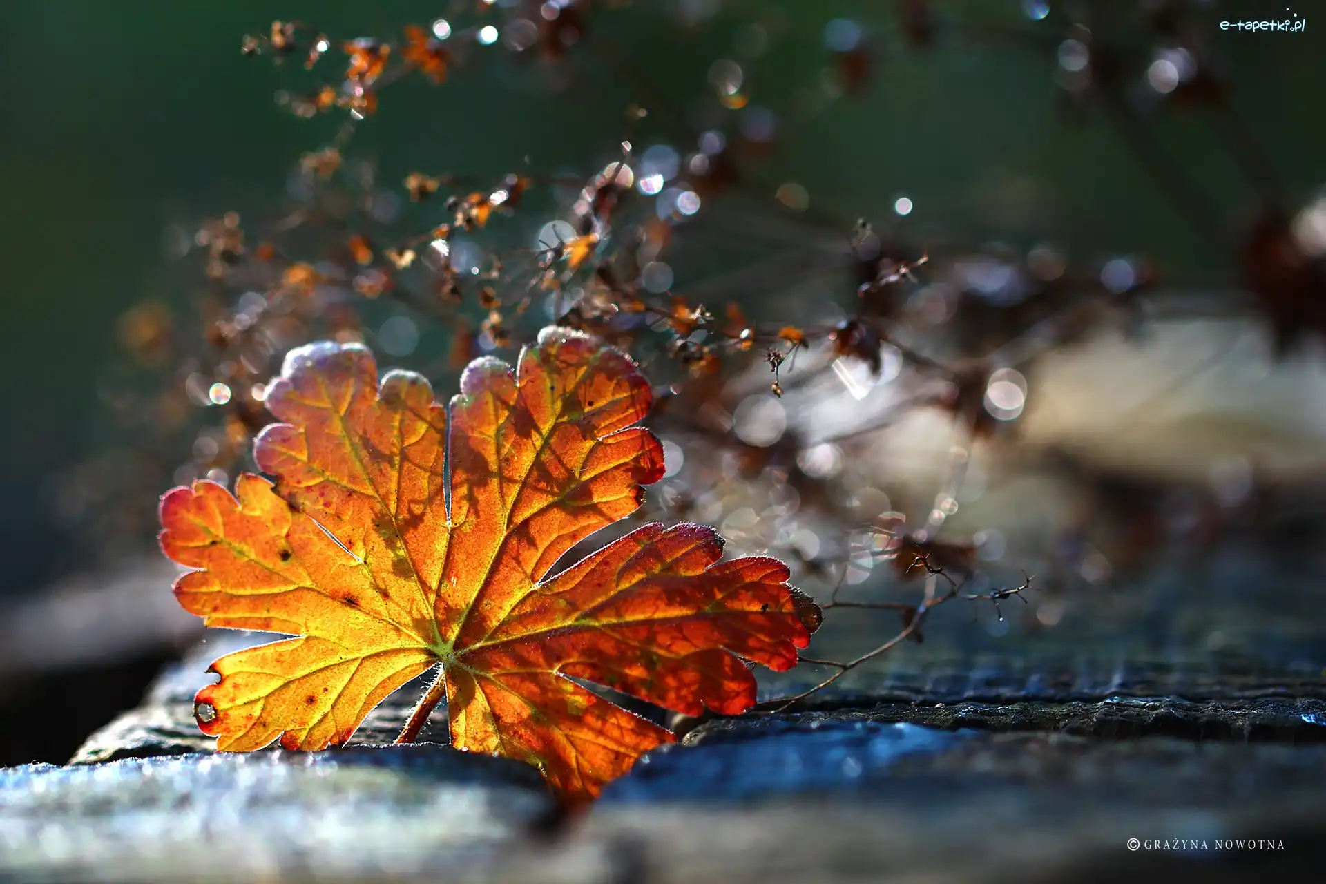Liść, Bokeh, Suszki, Jesienny