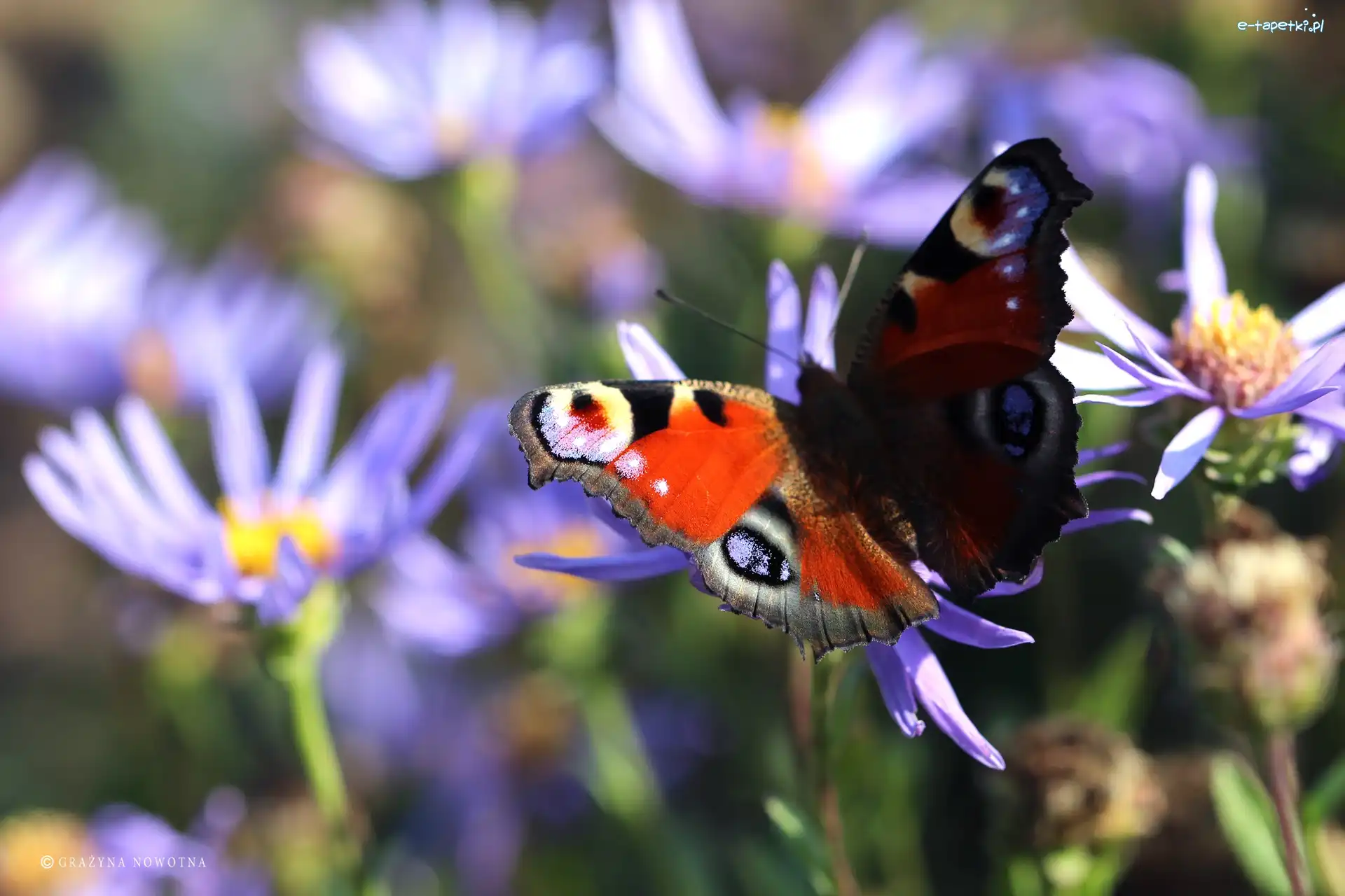 Motyl, Pawik Rusałka