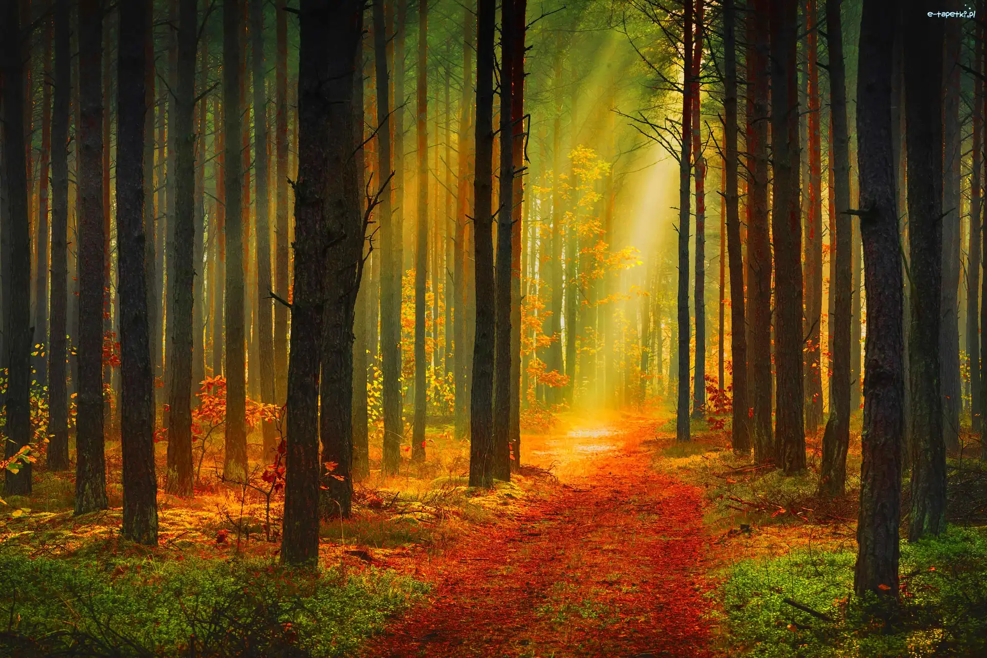 Przebijające Światło, Ścieżka, Las