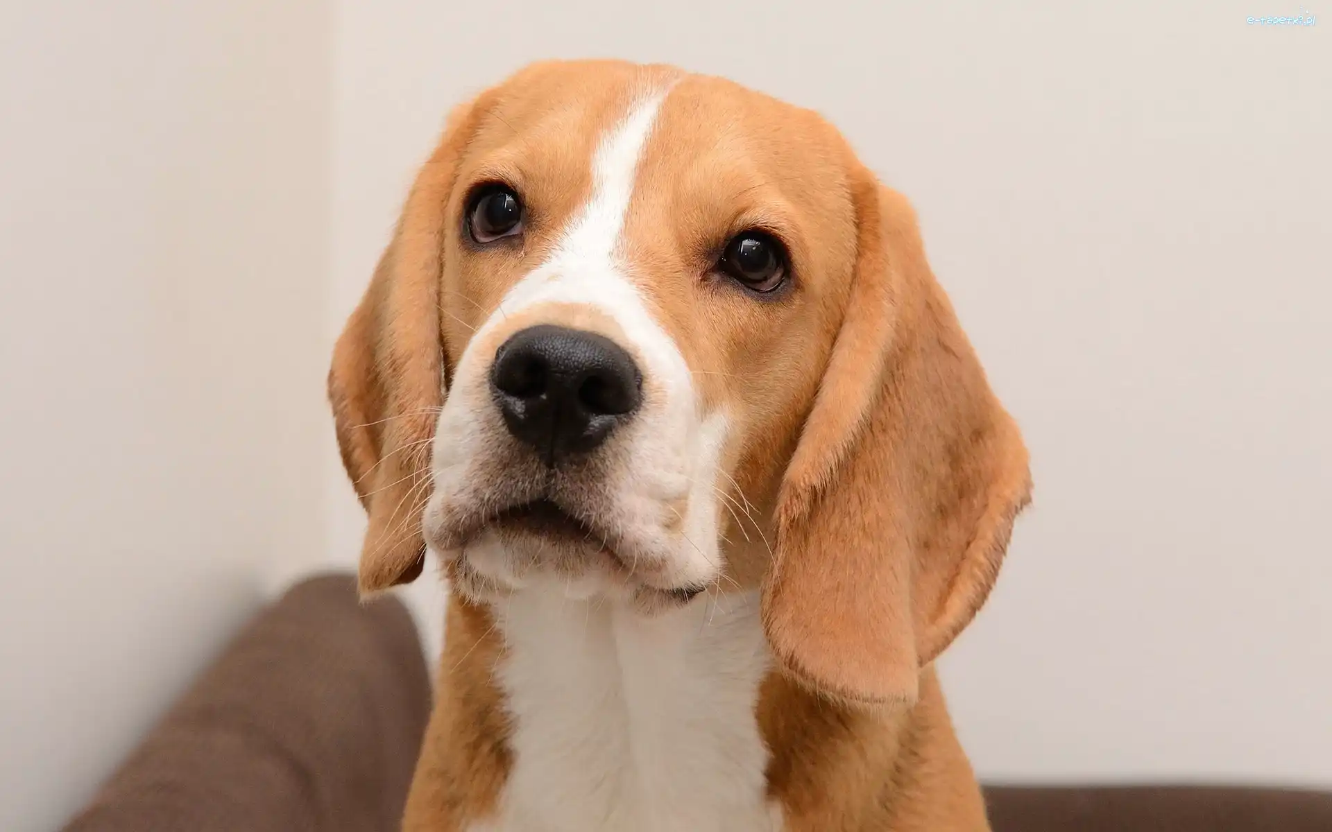 Mordka, Beagle