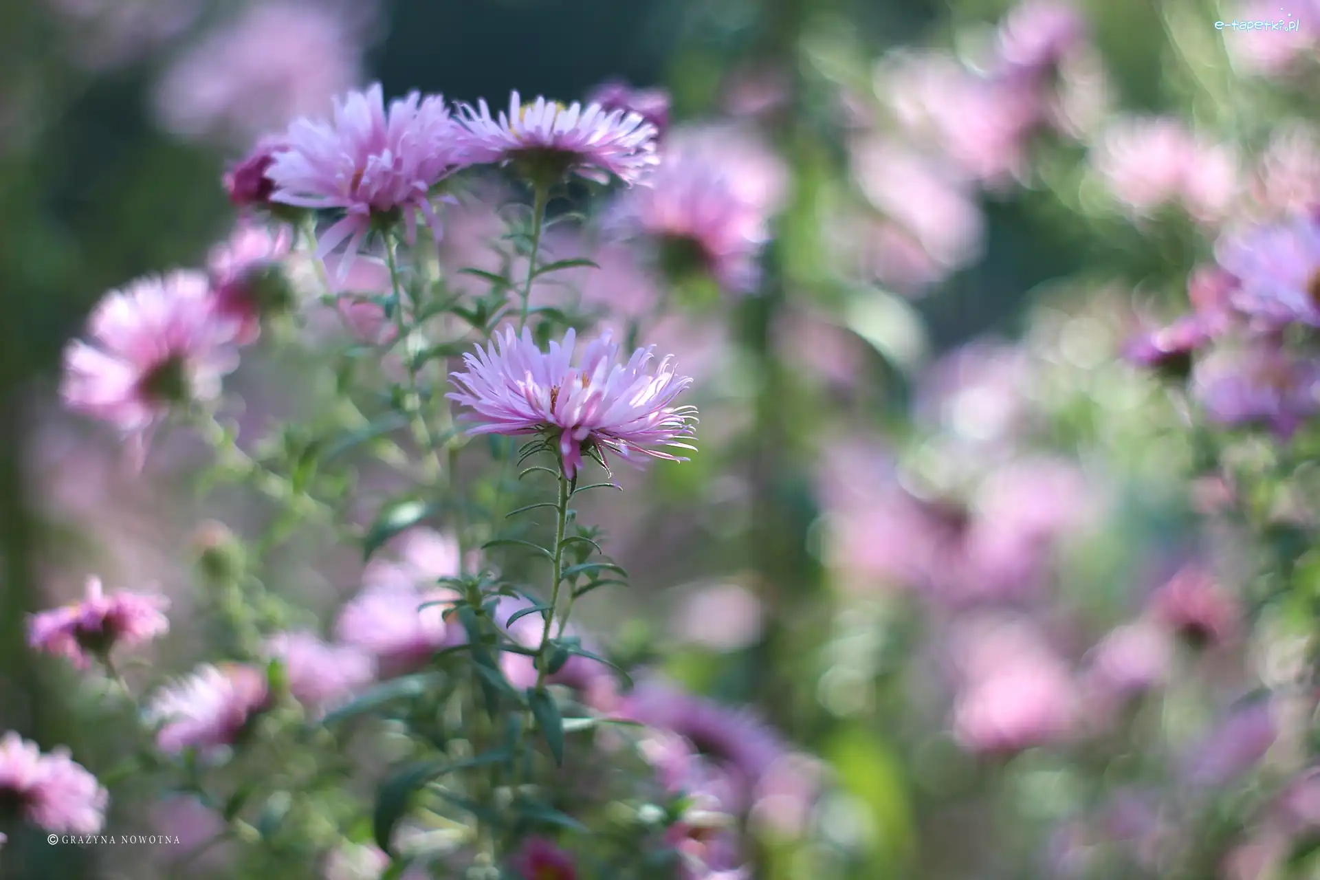 Aster marcinek, Kwiaty, Jesienne