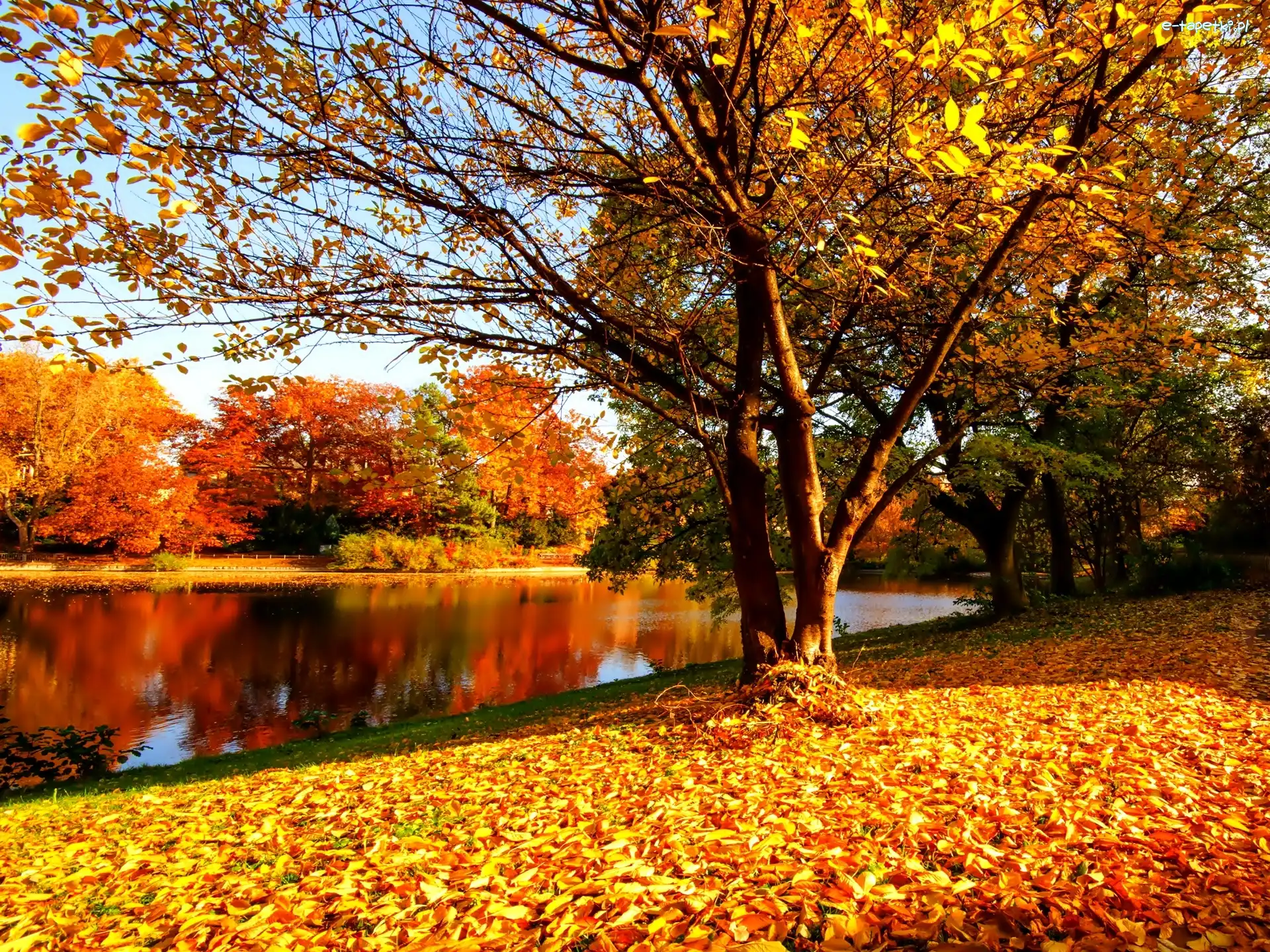 Jesień, Rzeka, Park, Liście, Żółte
