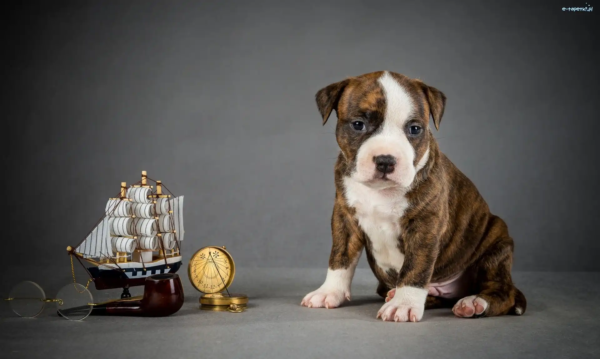 Amstaff, Szczeniak, Pies