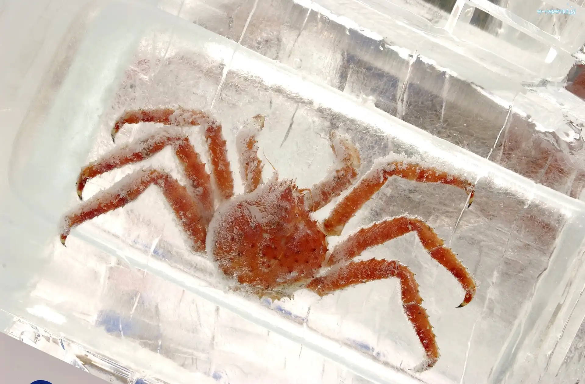 Szron, Bryła lodu, Krab