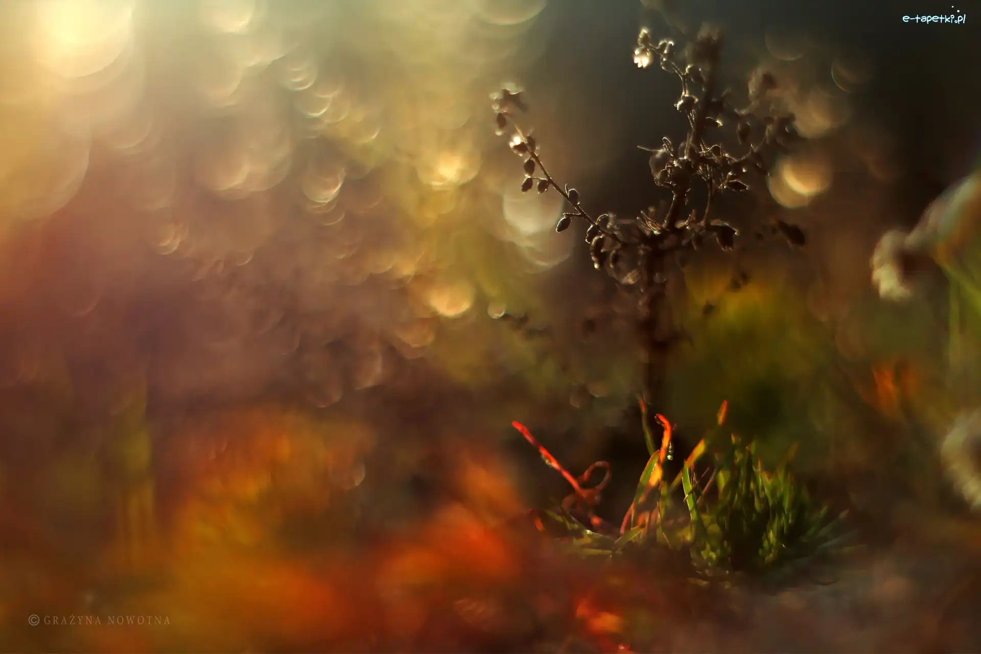 Wieczór, Bokeh, Łąka, Rośliny