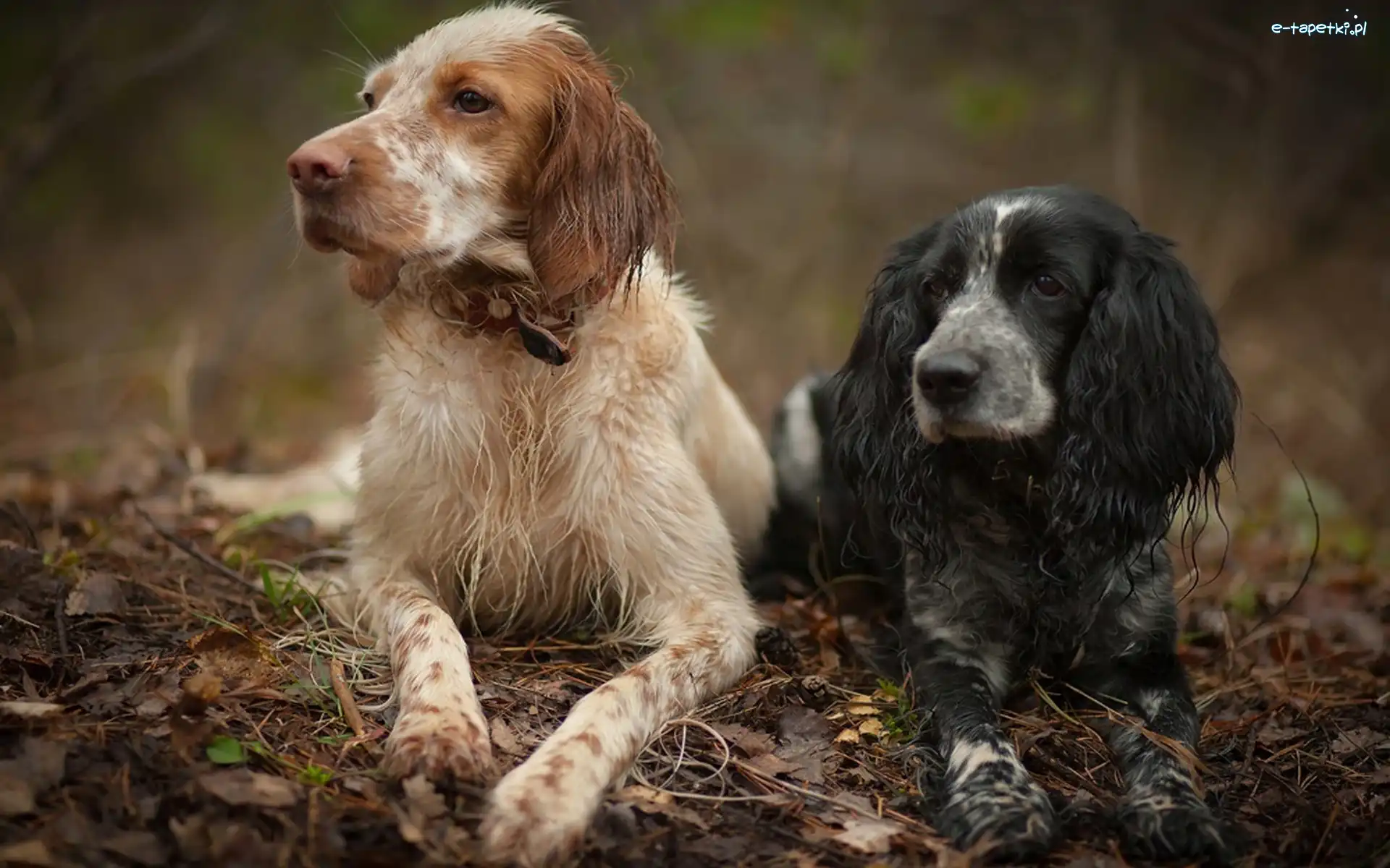 Psy, Seter, Spaniel, Dwa