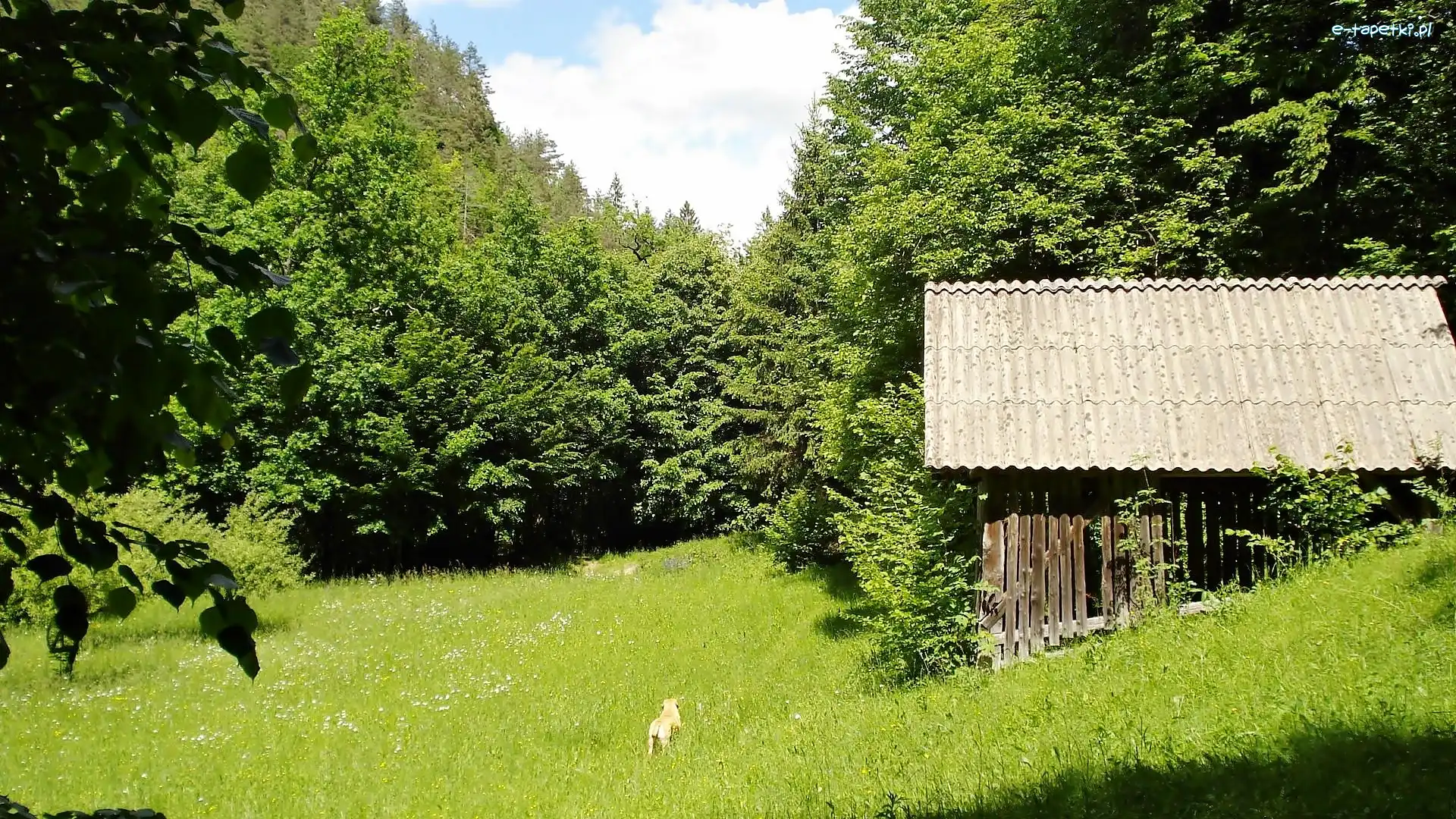 Szopa, Łąka, Las