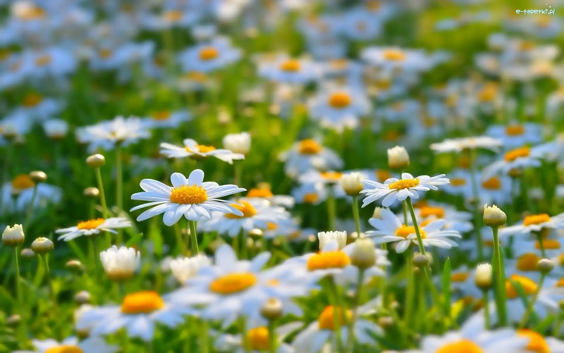 Margerytki, Łąka