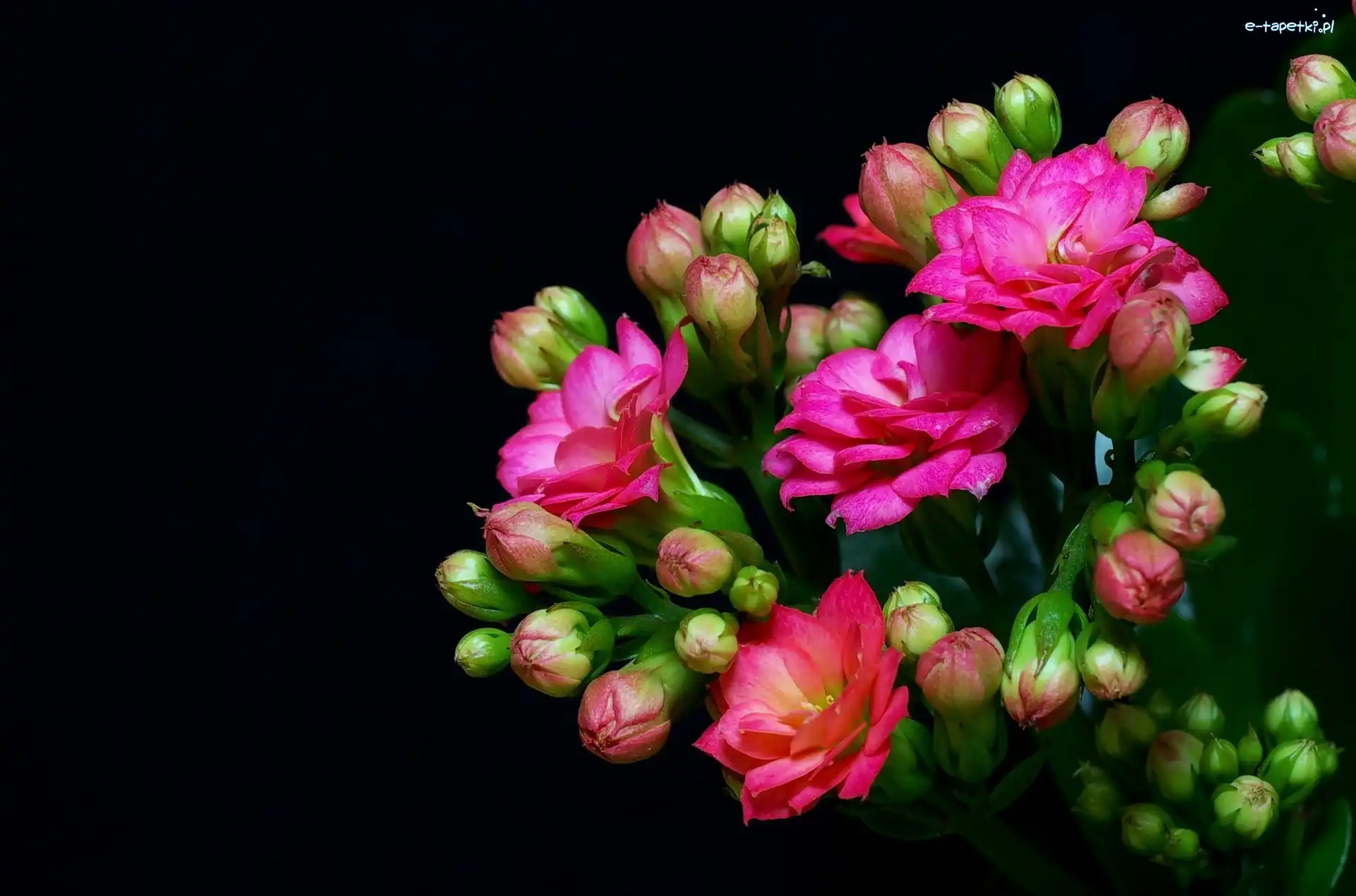 Kalanchoe, Kwiaty